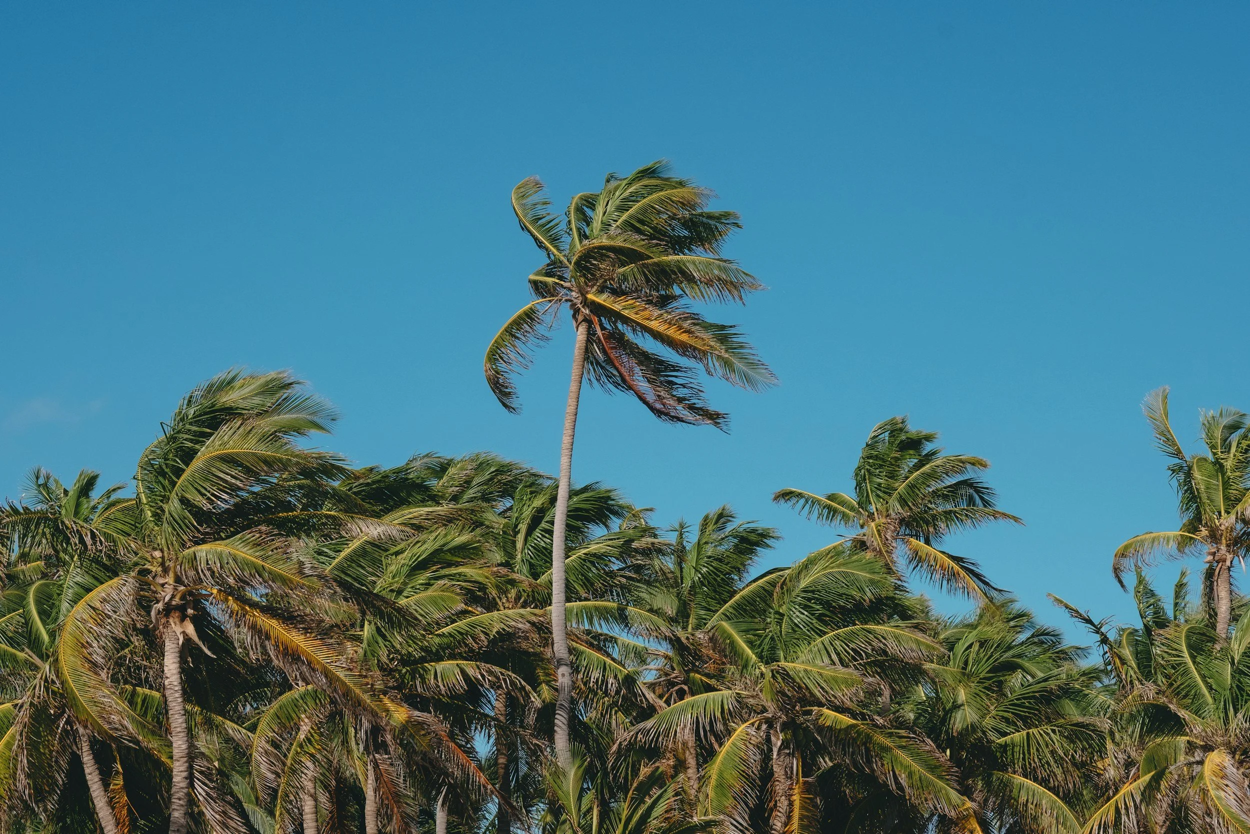 Un groupe de cocotiers sous un ciel bleu clair
