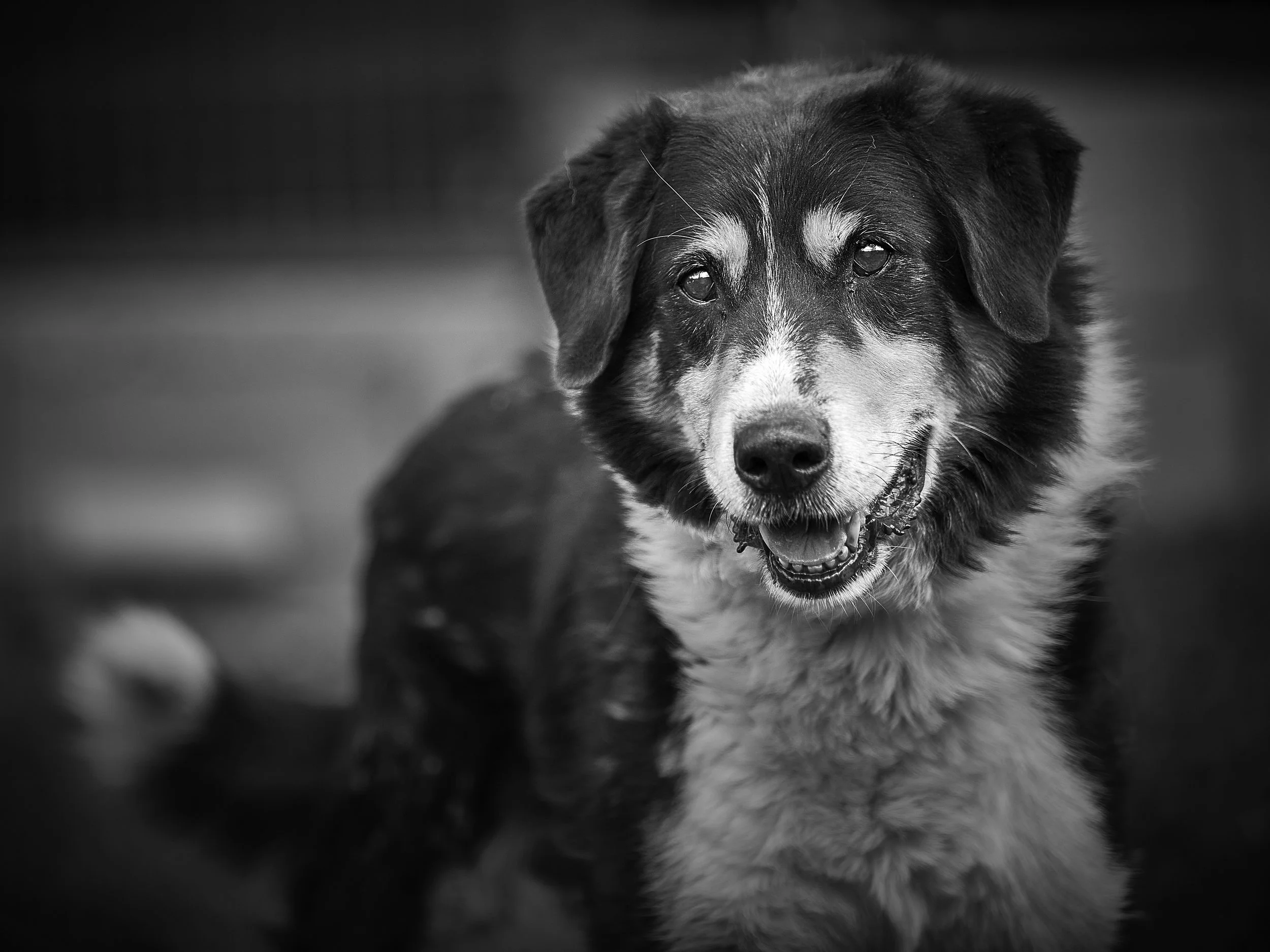 Black and white photo of a friendly dog with a happy expression, mouth slightly open, looking towards the camera.