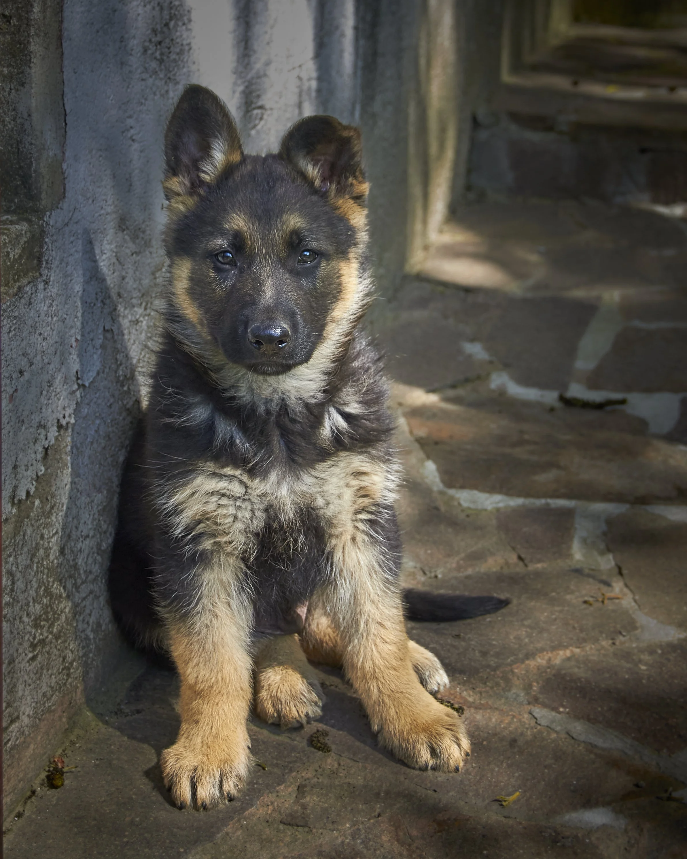 A young German Shepherd puppy sitting on a stone surface, next to a weathered brick wall, with sunlight casting shadows and highlighting the puppy's fur.