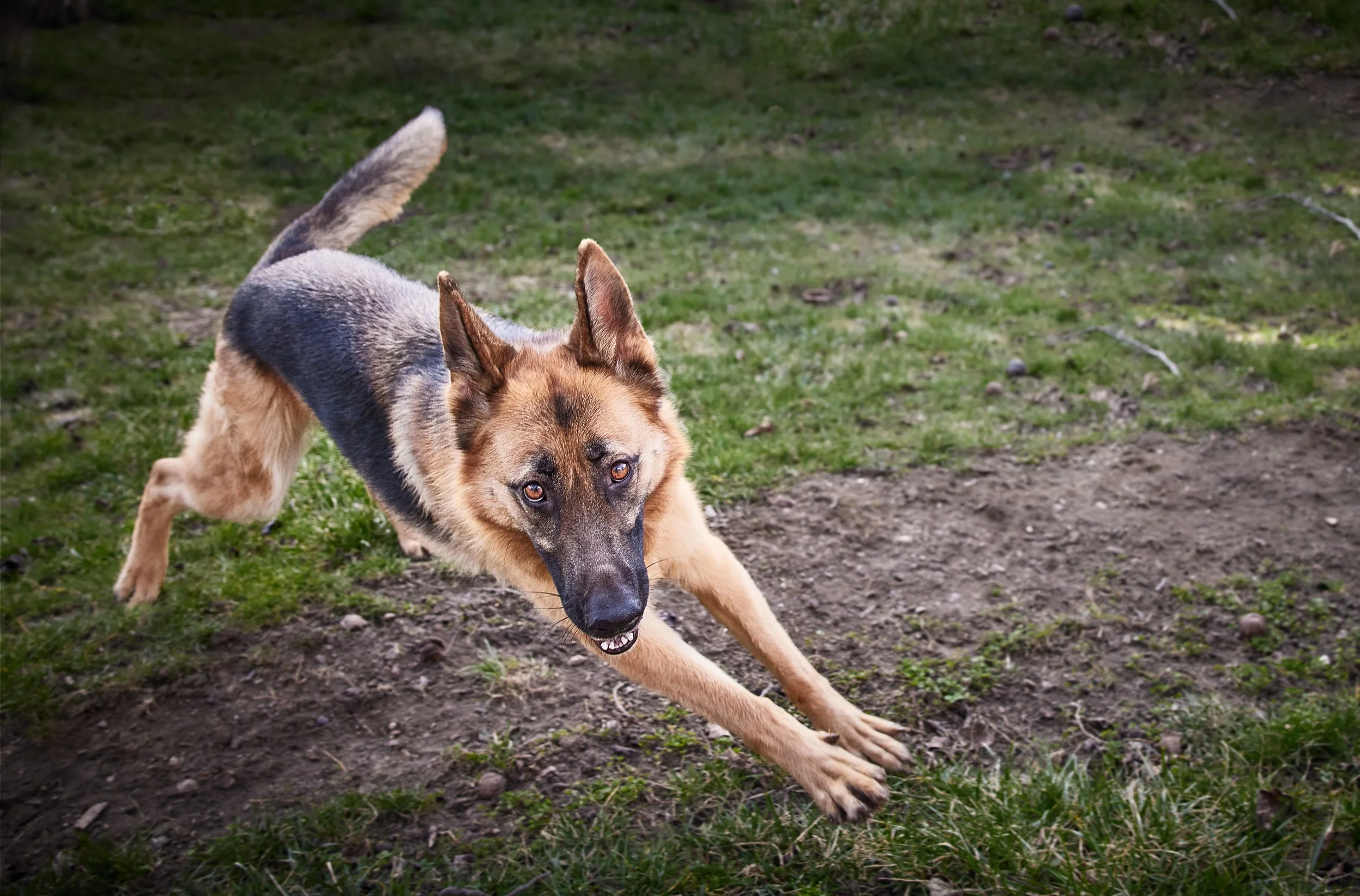 A dog, possibly a German Shepherd mix, running outdoors on grass and dirt, with its mouth open and ears perked up.