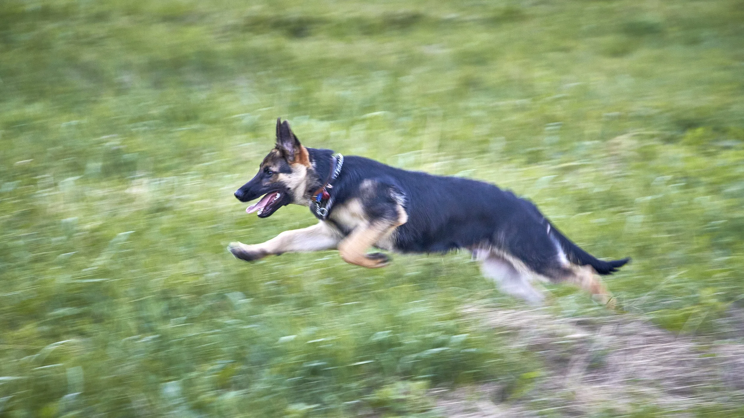 A German Shepherd dog running quickly on a grassy field with a blurred green background.