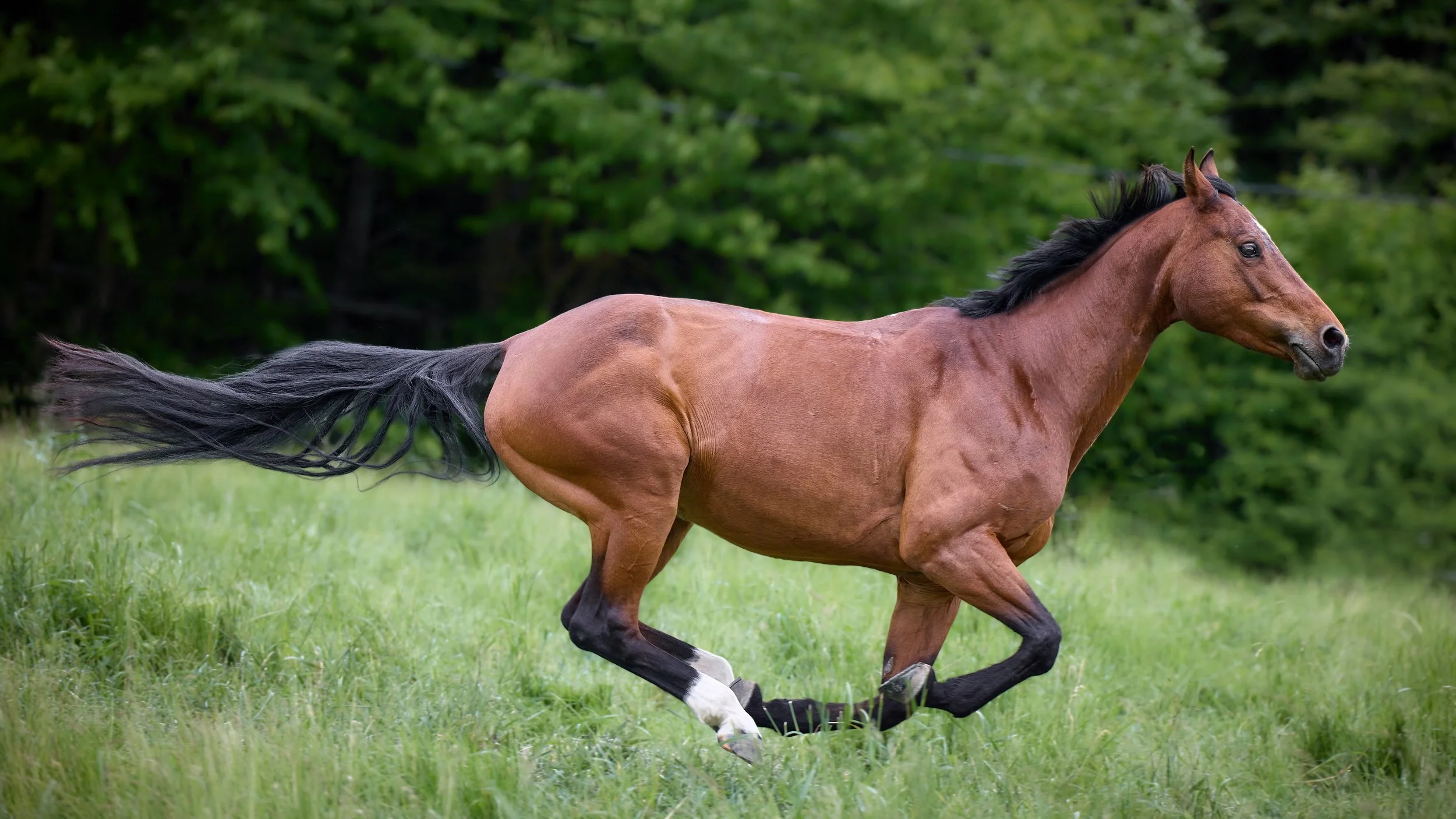 A brown horse with a black mane and tail running on green grass with trees in the background.