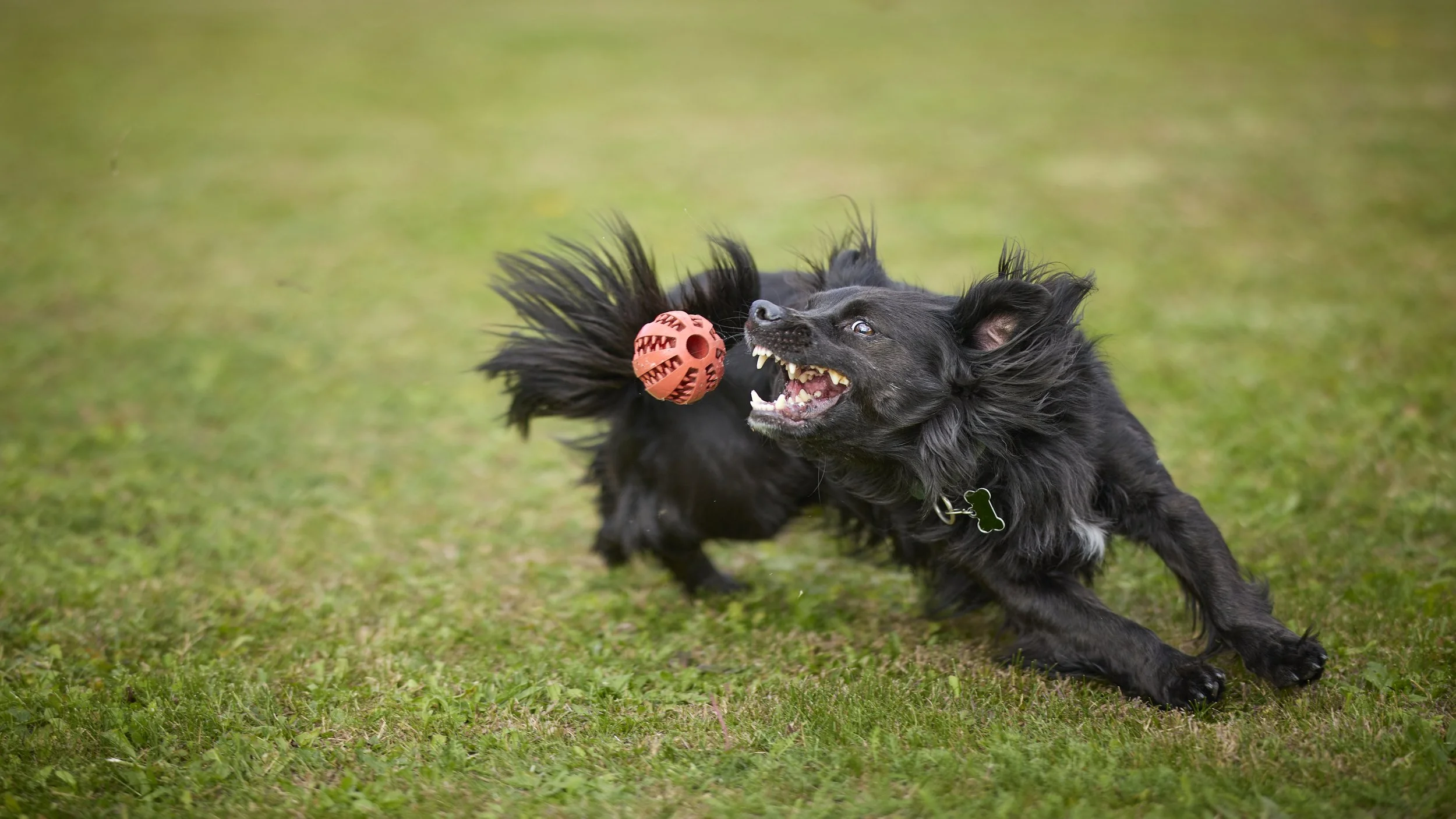 A black dog playing outdoors with a red rubber ball in its mouth, on a grassy field.