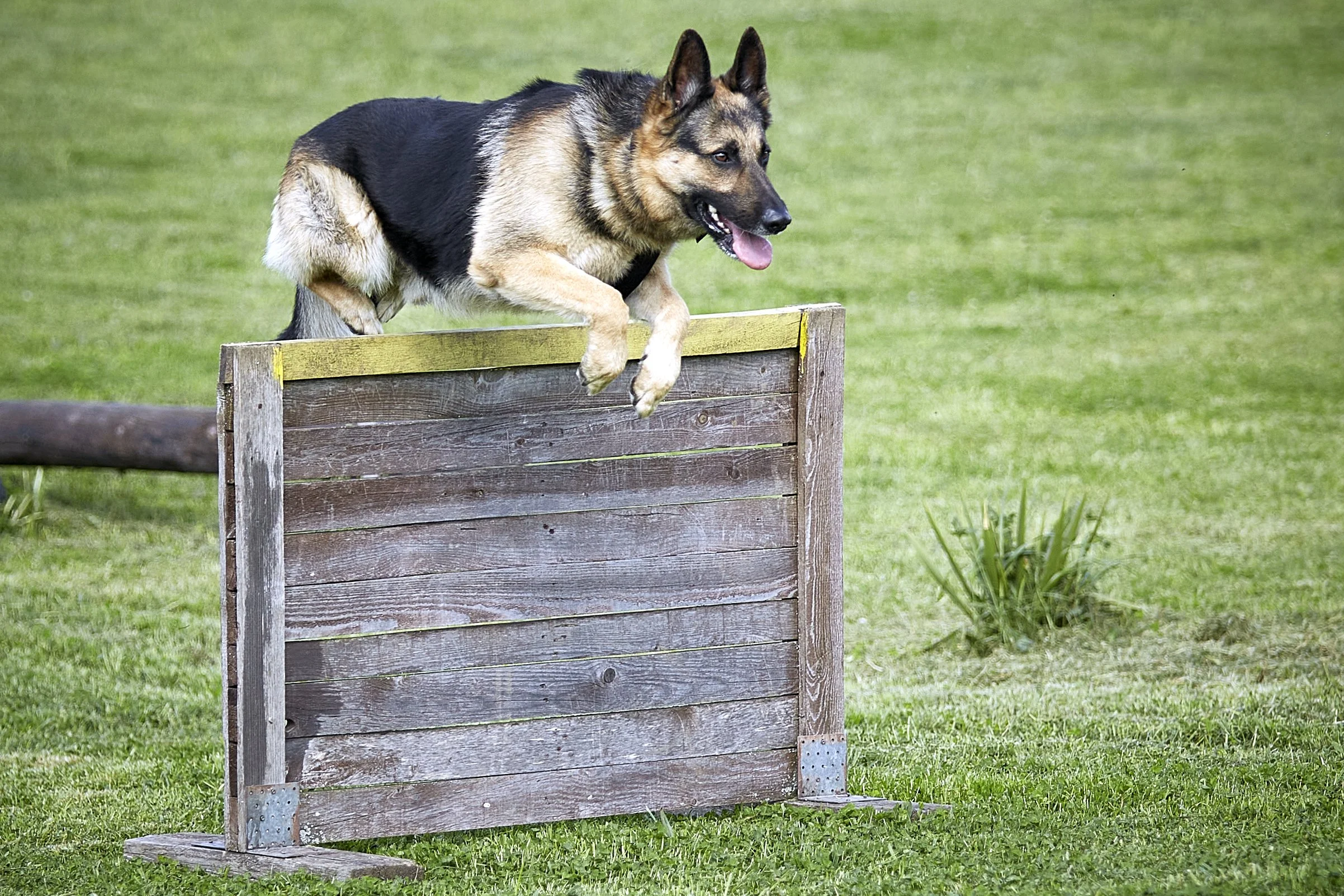 A German Shepherd dog jumping over a wooden obstacle in a grassy field.