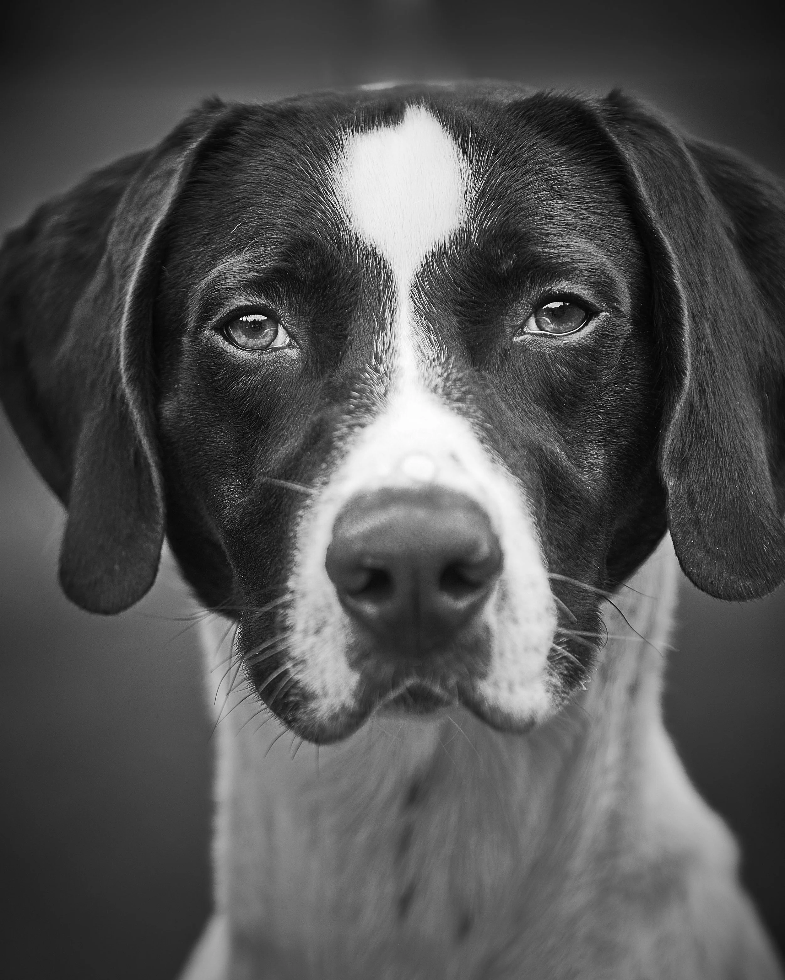Close-up black-and-white photo of a Labrador dog with a white stripe on its face, showing its eyes and nose.