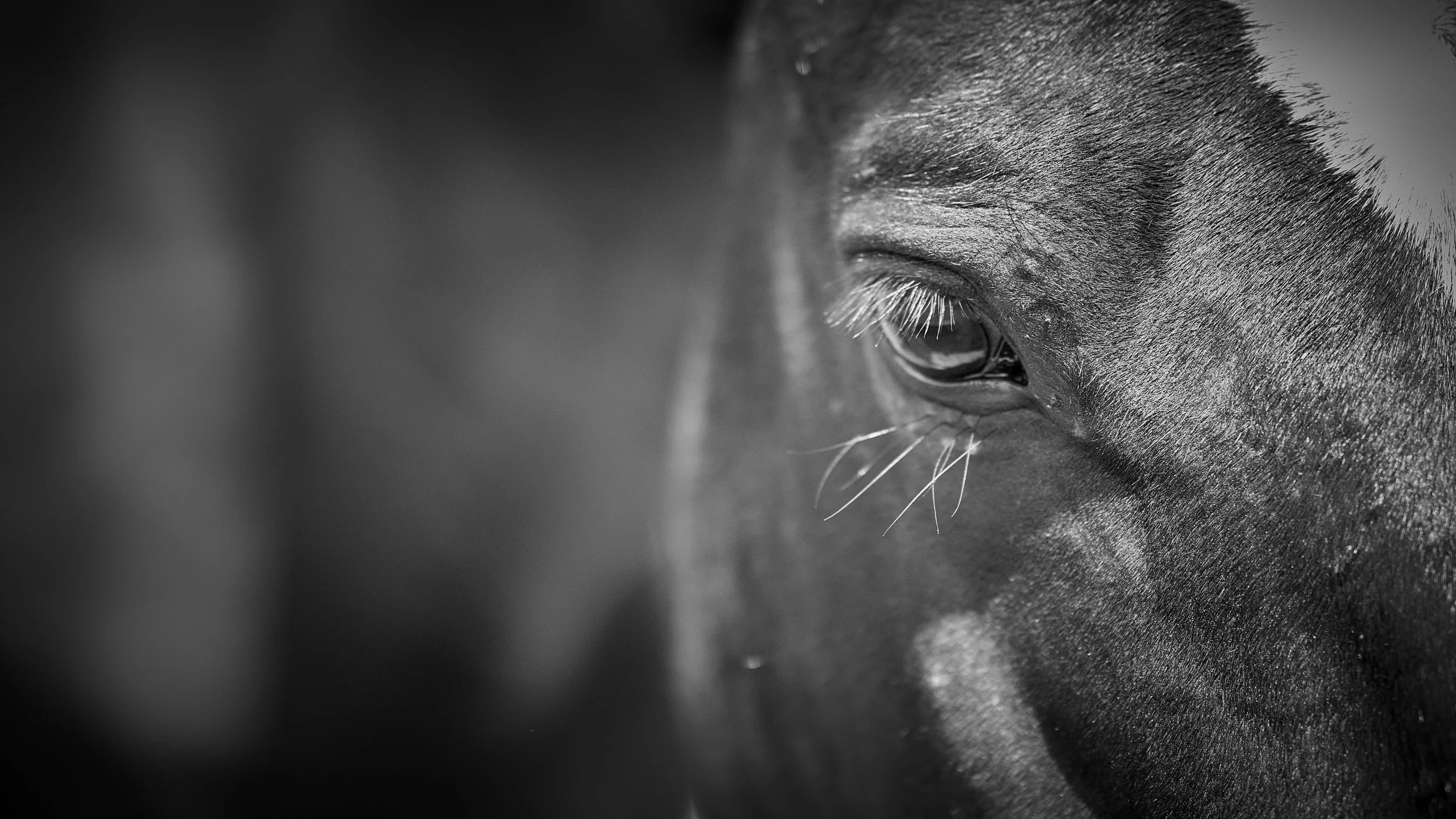 Close-up black and white photo of a horse's eye and surrounding facial area.