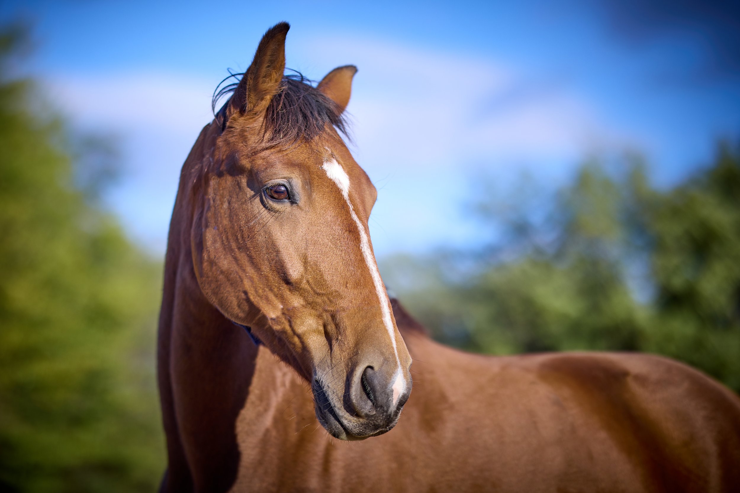 Close-up of a brown horse with a white blaze on its face, standing outdoors with a blurred green and blue background.