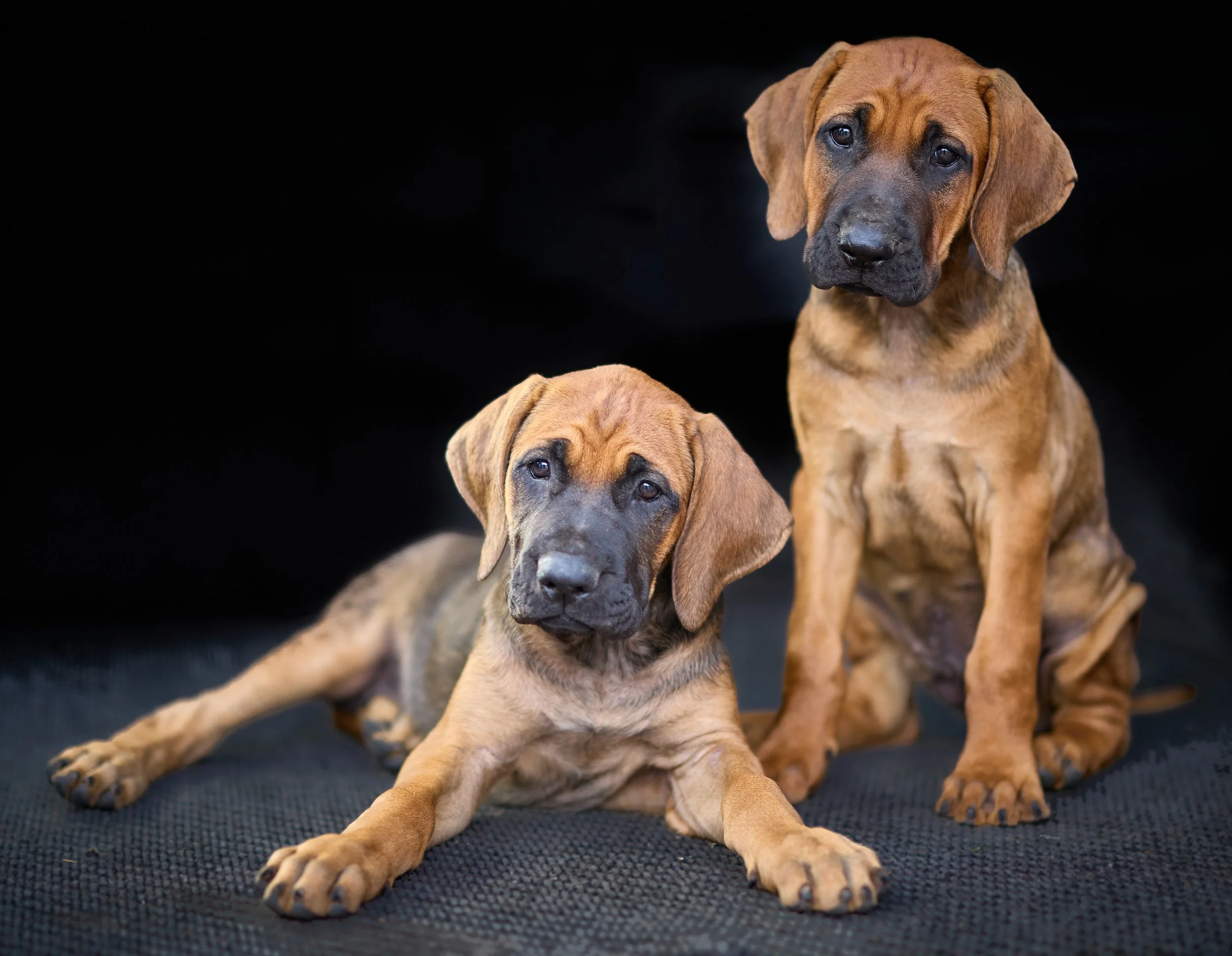 Two young brown and black puppies lying on a dark surface with a dark background.