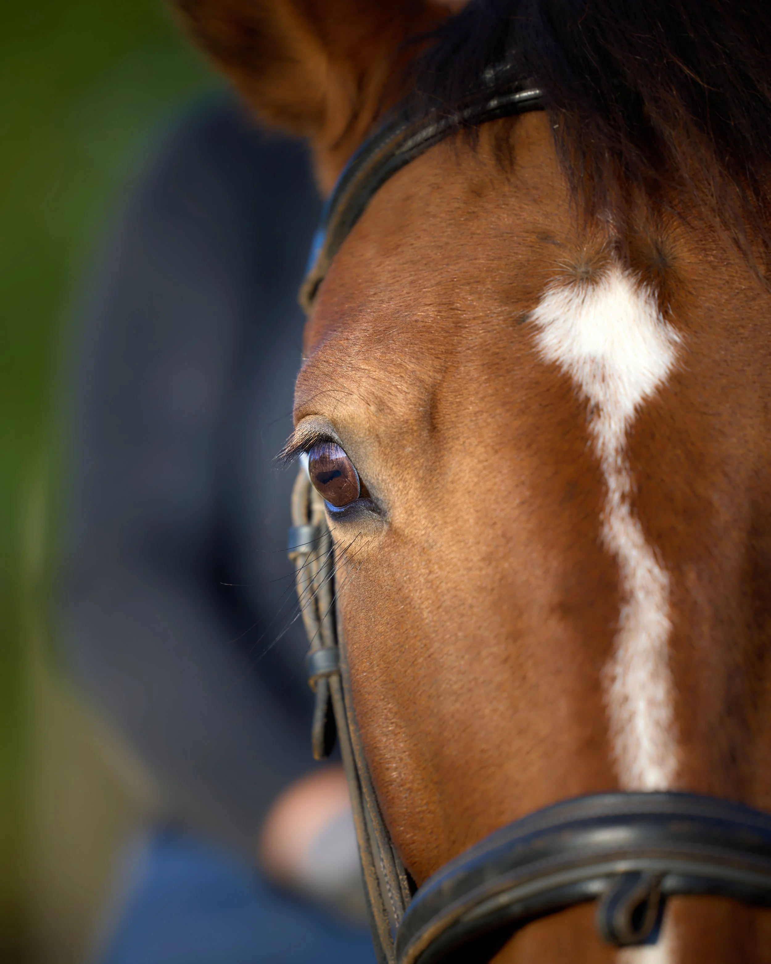 Close-up of a horse's face, showing its eye, brown coat, and part of its mane, with a green background.