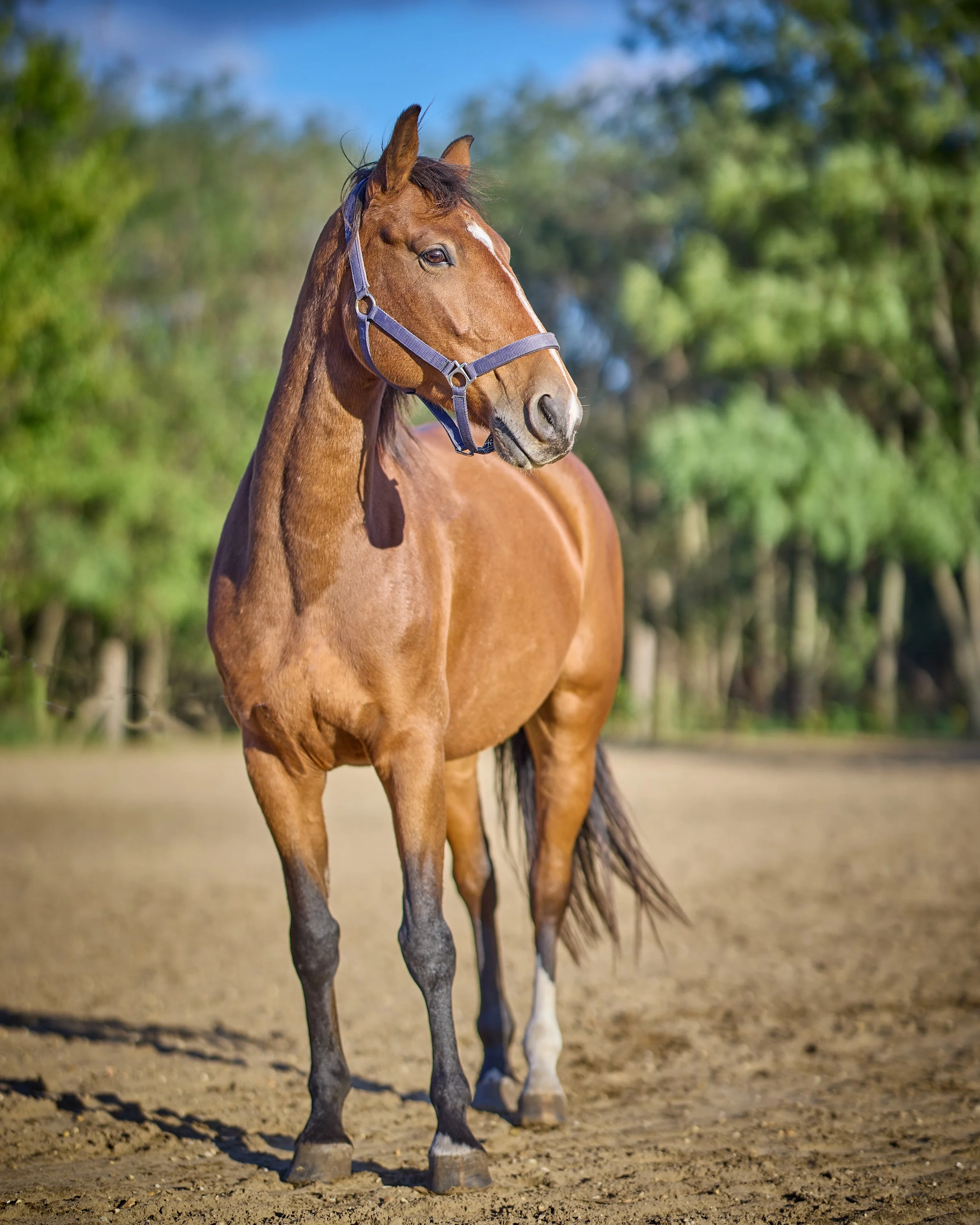 A brown horse with a white stripe on its face is standing on dirt ground outdoors with a blurred green background of trees and blue sky.