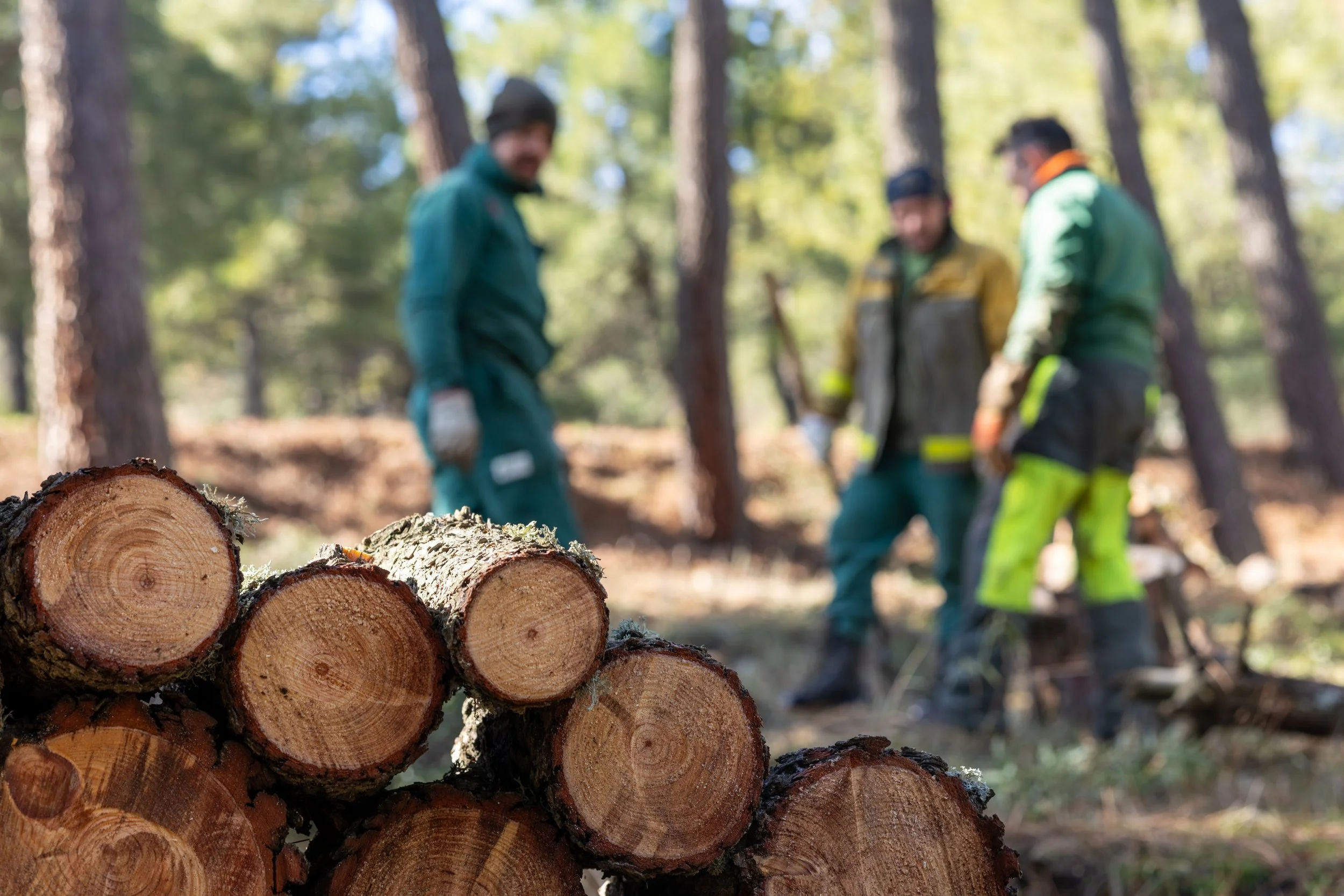Close-up of cut logs in the foreground and three workers in safety gear chopping wood in a forested area in the background.