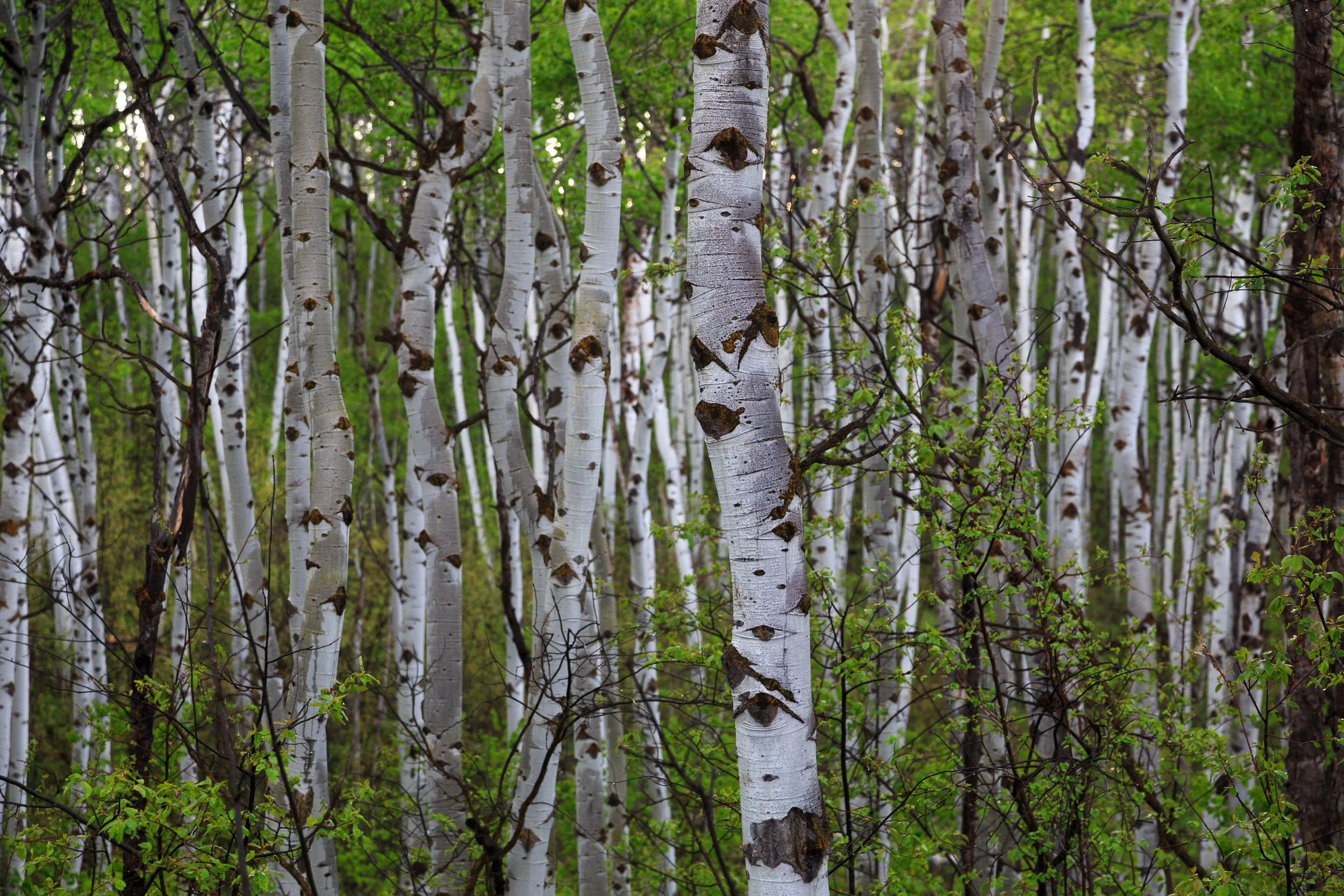 A dense forest of white-barked aspens with green leaves and some brown patches on the trunks.