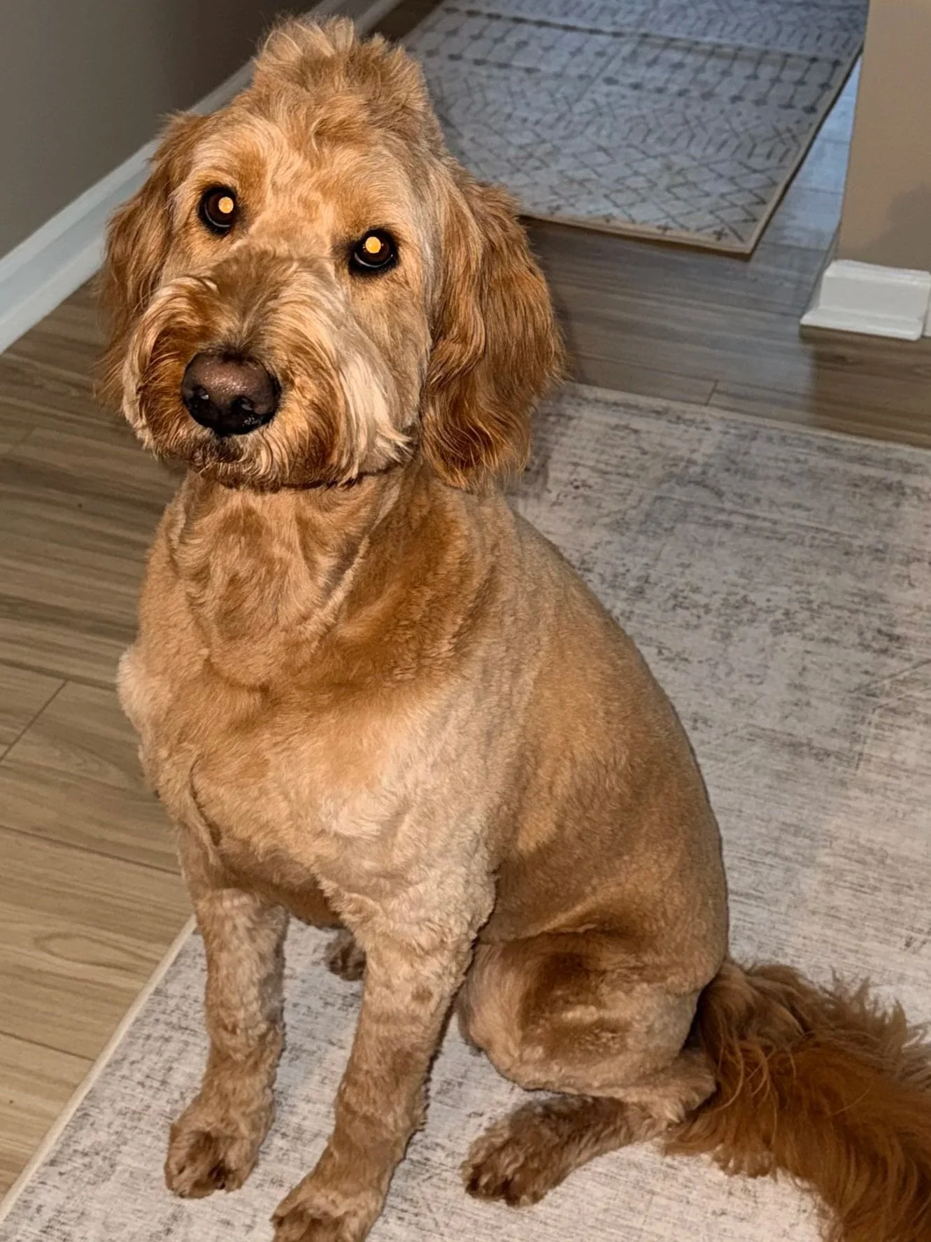 A golden retriever sitting indoors on a light-colored mat, with a second dog partially visible lying on the floor beside it. The retriever has expressive brown eyes and a shiny black nose.