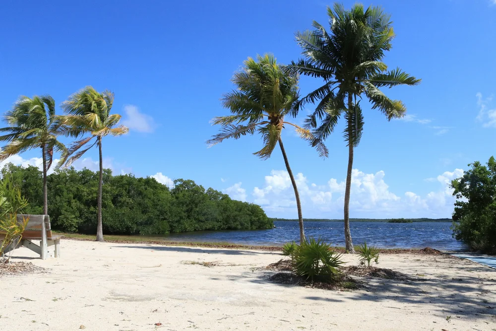 Palm trees and bayfront shoreline in Key Largo, Florida