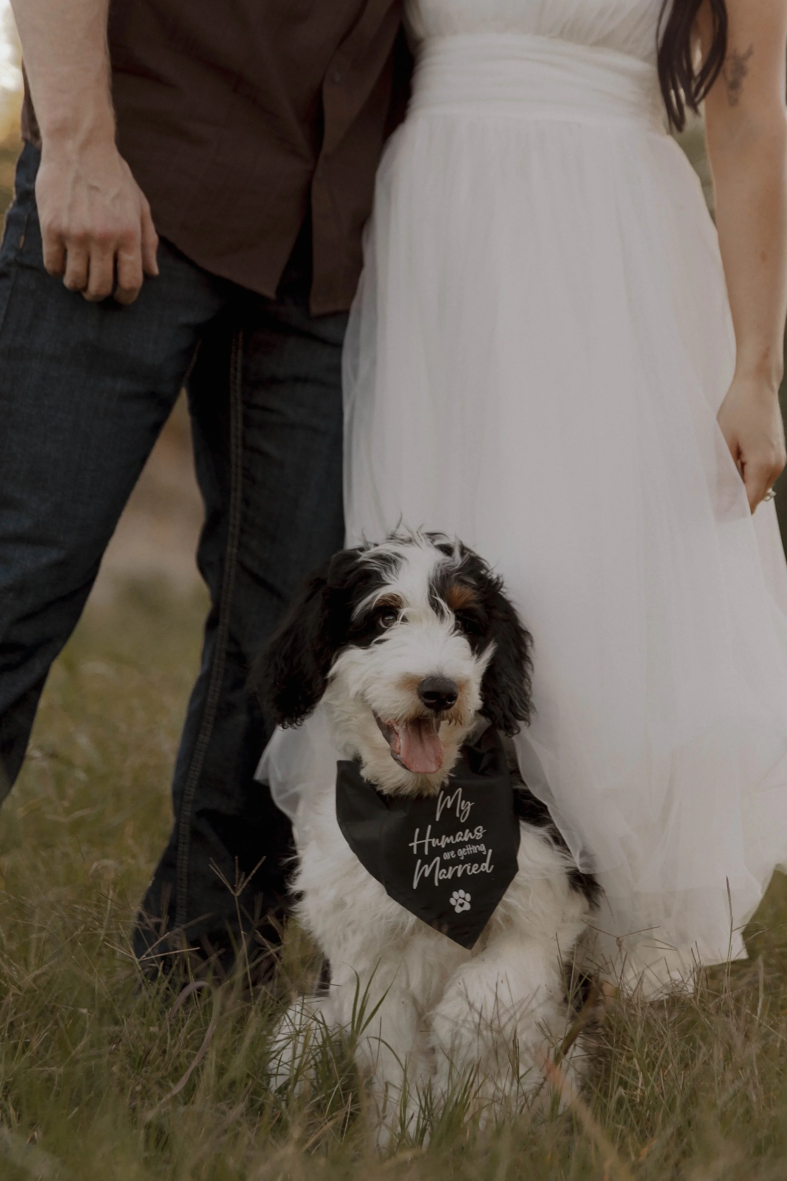 A woman in a white wedding dress and a man in dark clothing with a dog between them outdoors. The dog, a black and white spaniel, wears a black bandana that reads 'My Humans are getting Married'.