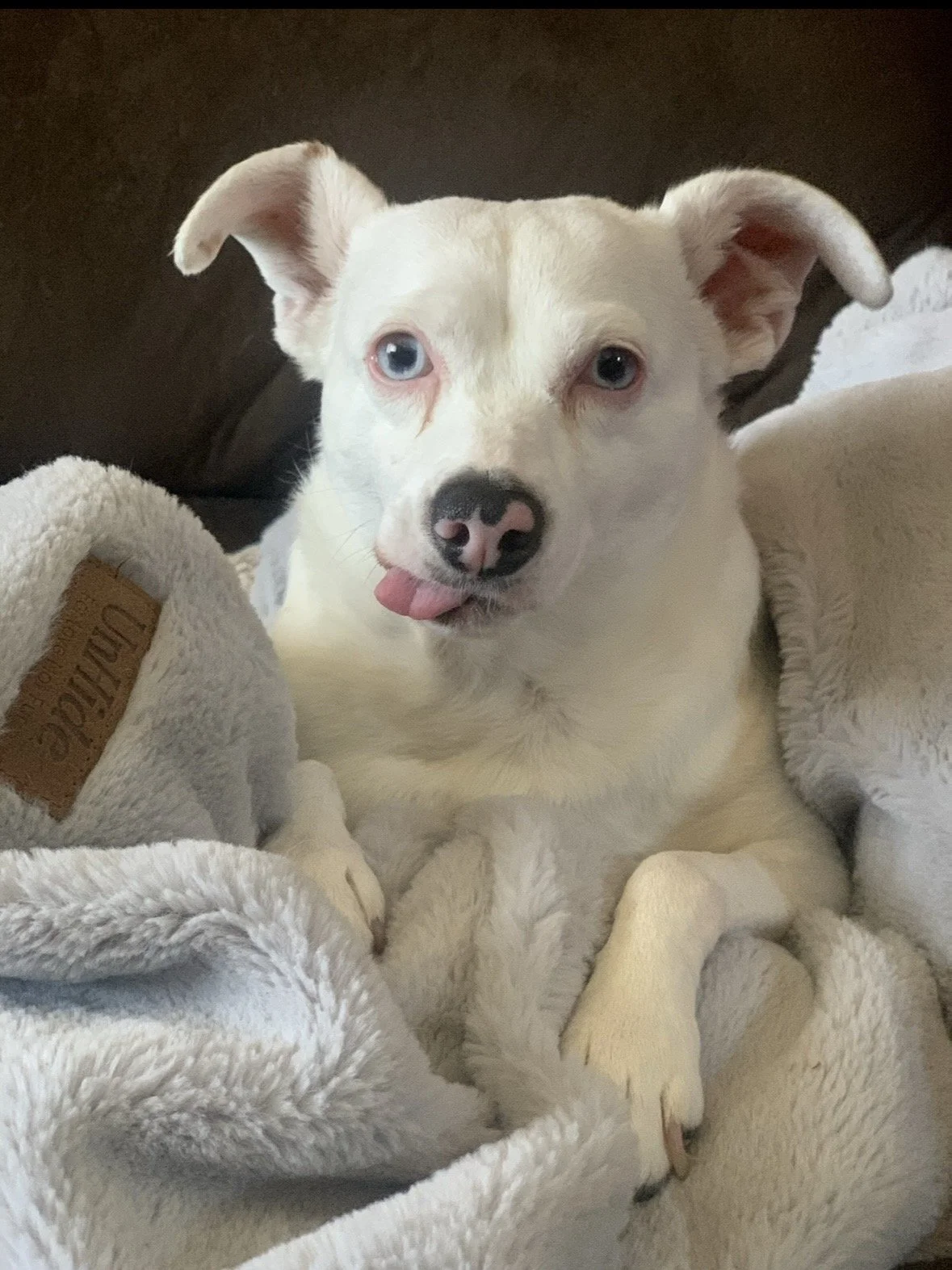 A white puppy with blue eyes and a pink tongue sticking out, lying on a soft, cream-colored blanket.