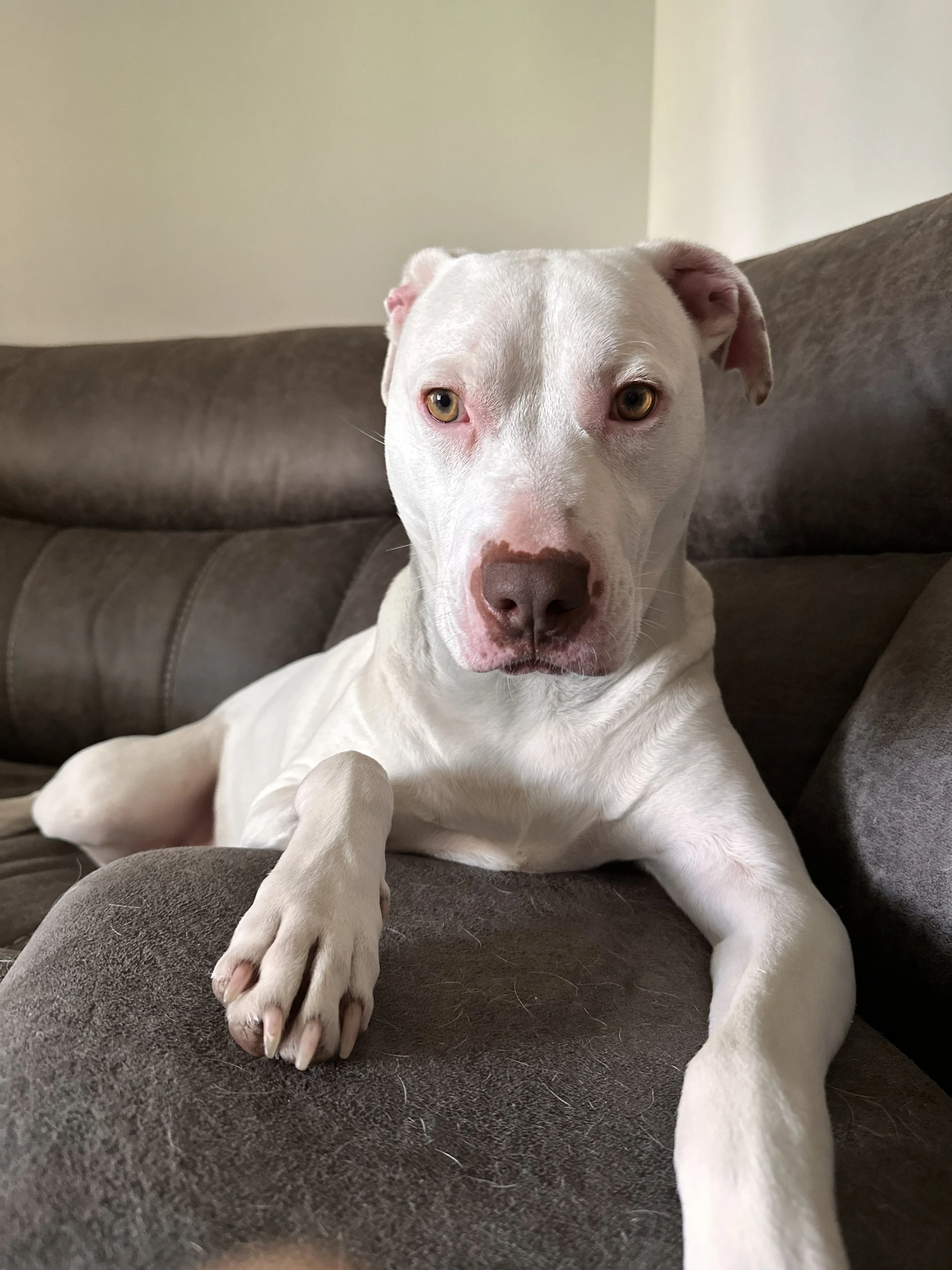A white dog with light brown eyes sitting on a grey couch, with its front paw extended forward.