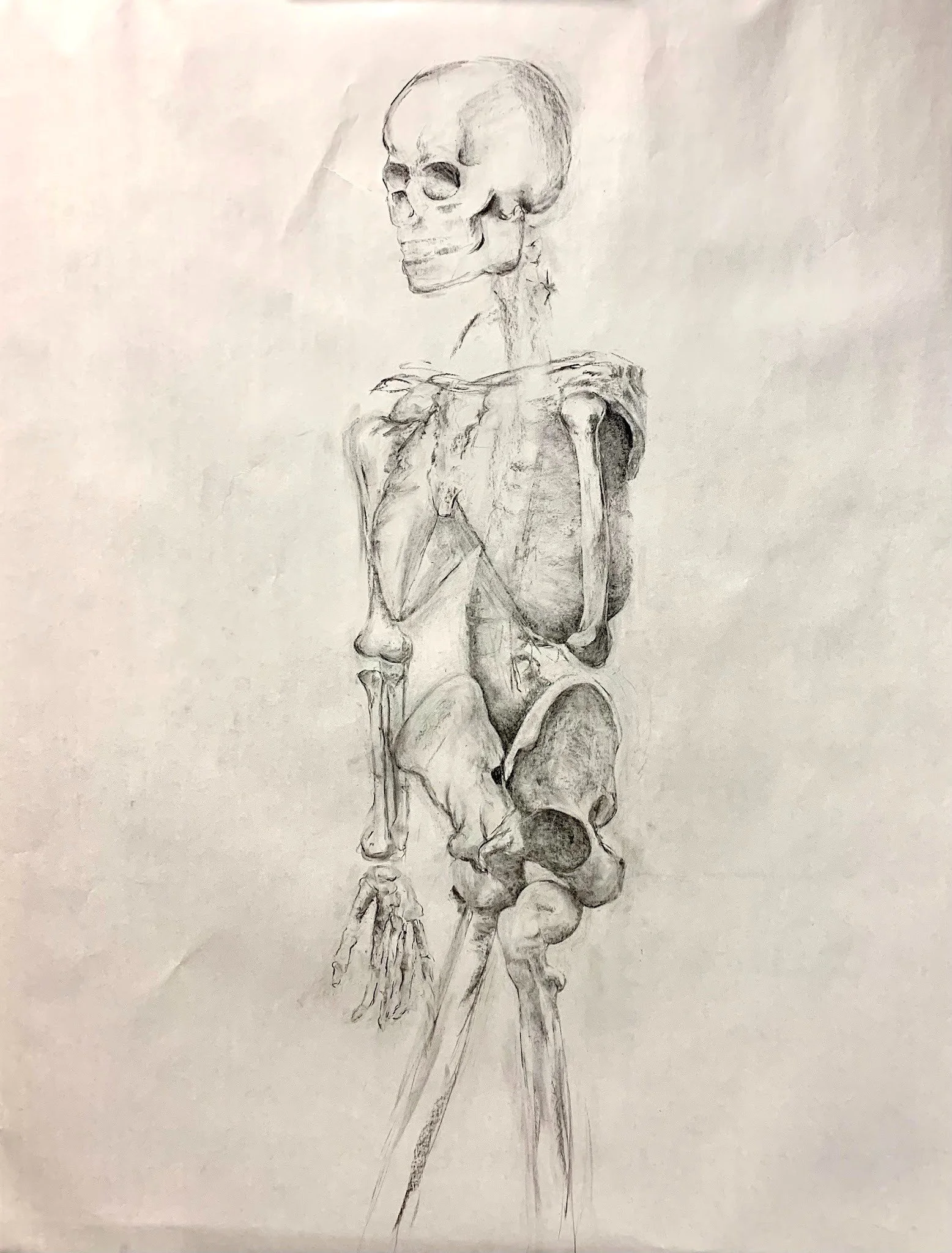 Observational drawing of Skeleton Model