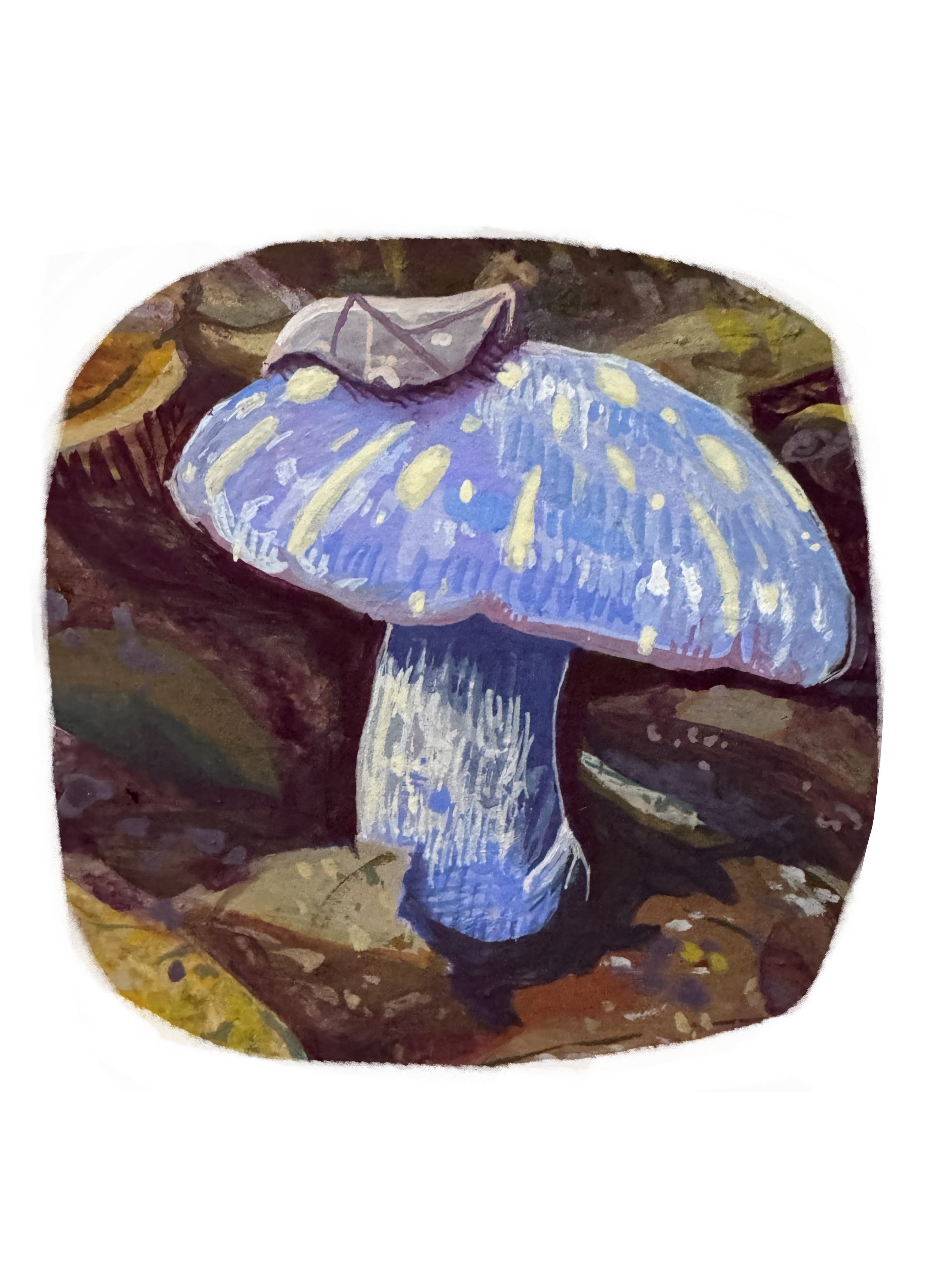 Spottedcortwbg.png