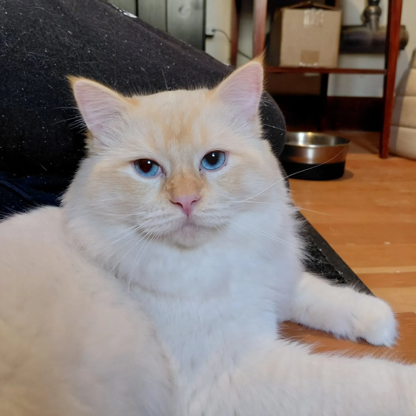 🚨 New Foster Alert 🚨 

This is Timmy and Timmy is looking for his forever home!

He is a 1 year old 🔥 flame point 🔥 ragdoll 🙀

Words that describe him: handsome, soft, ham, social, cuddly.

Message me if you know someone looking for a guy like T