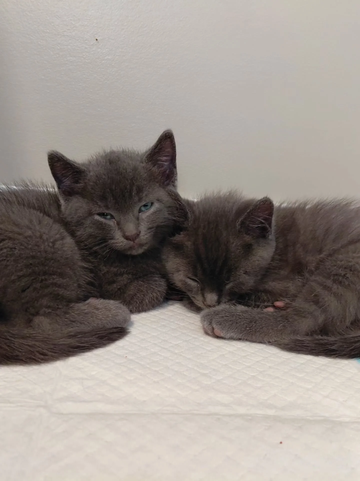 Kittens are the best! CH kittens are even better. 🤍

#mobilevet #catdoctor