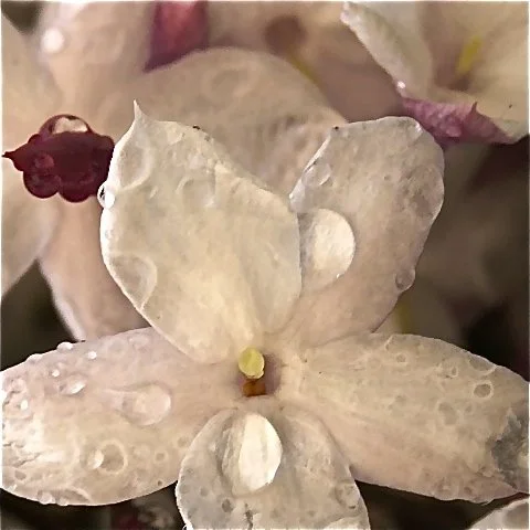 Among the Jasmine
