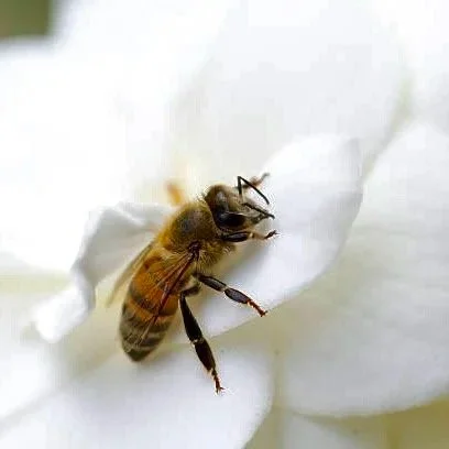 Among the Gardenia
