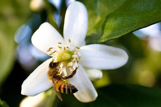 Among the Orange Blossoms