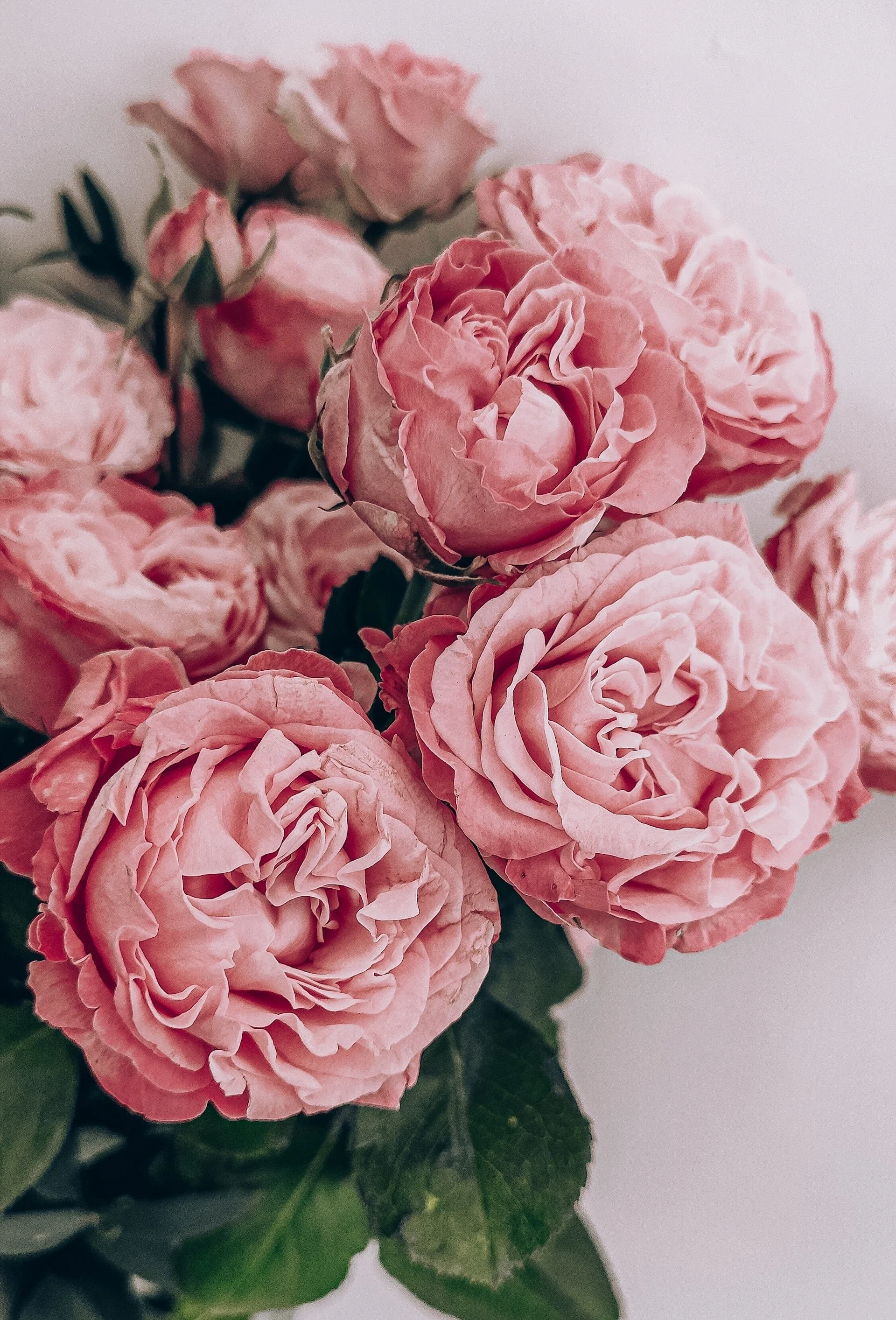 Among the Roses