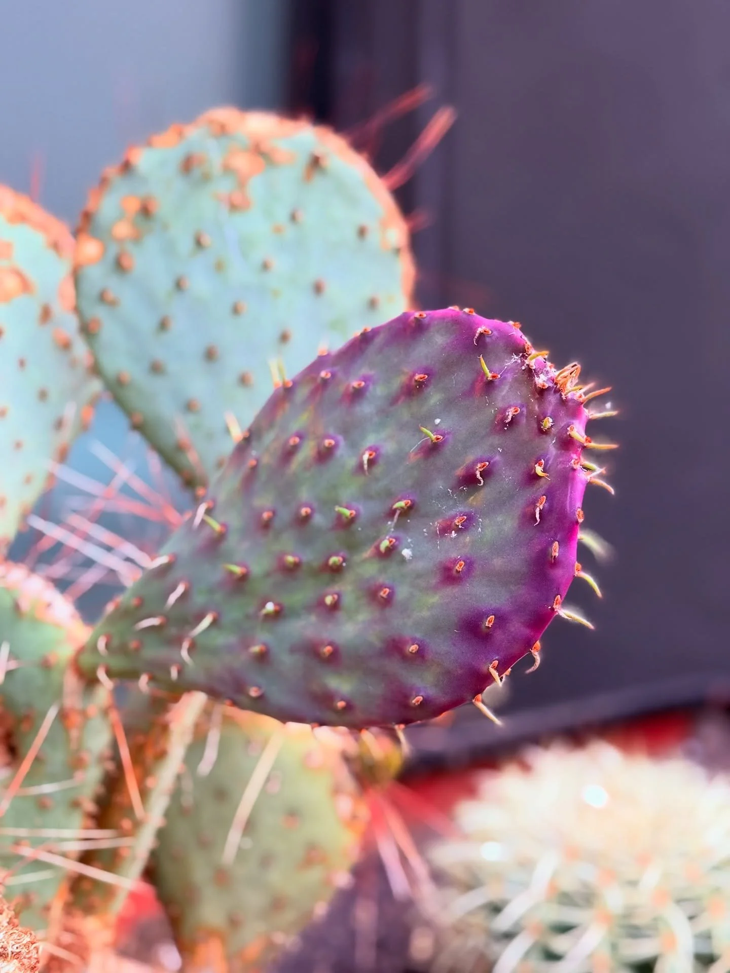 Beautiful cactus outside the tattoo studio 💖