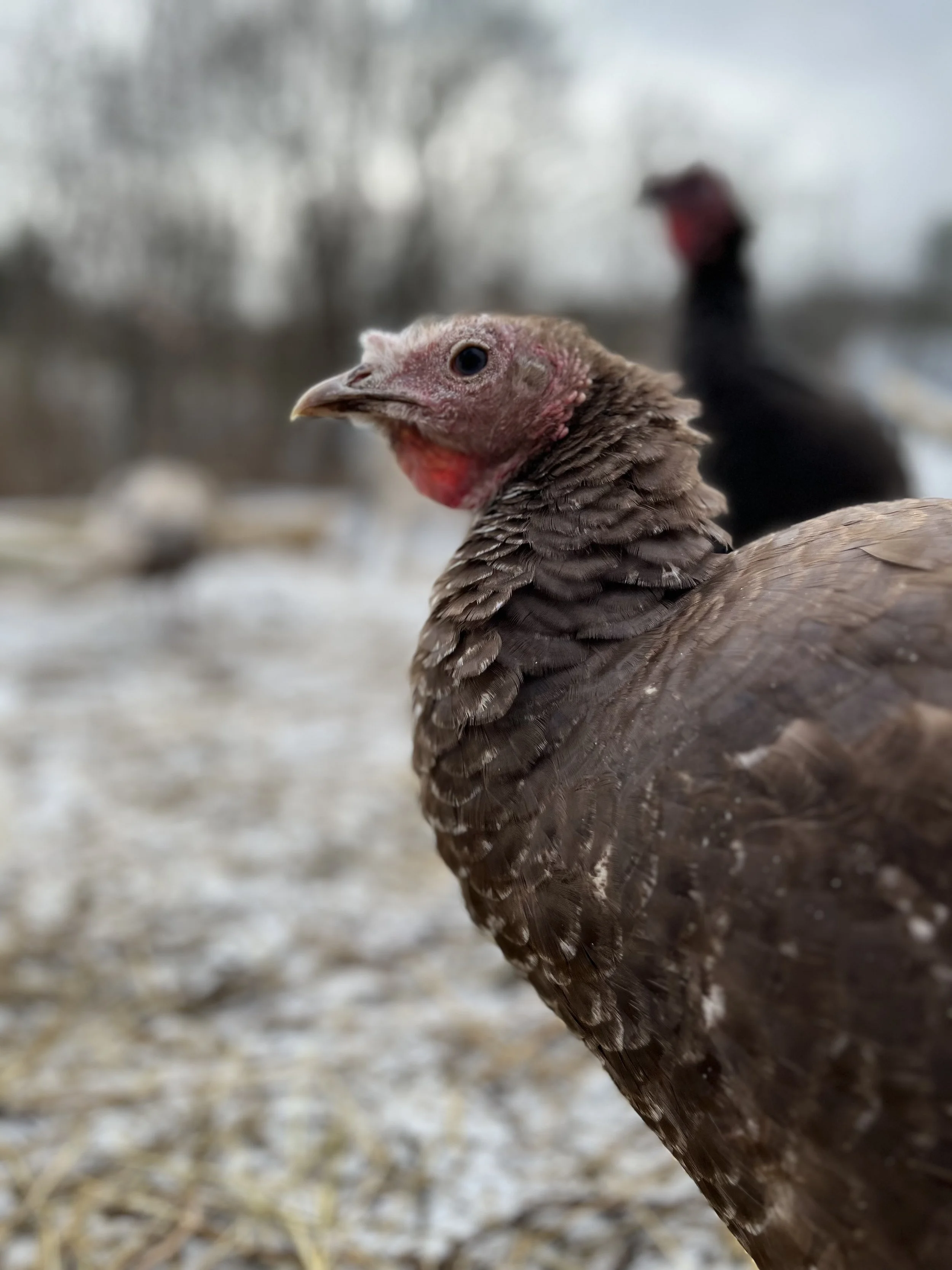 Close-up of a turkey in a farmyard with another turkey in the background.