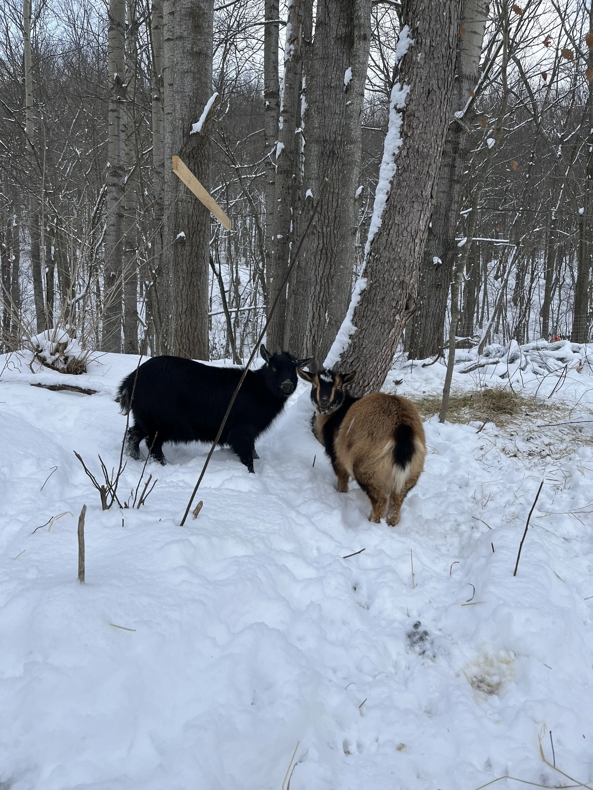 Two small goats standing in the snow next to trees in a winter forest.