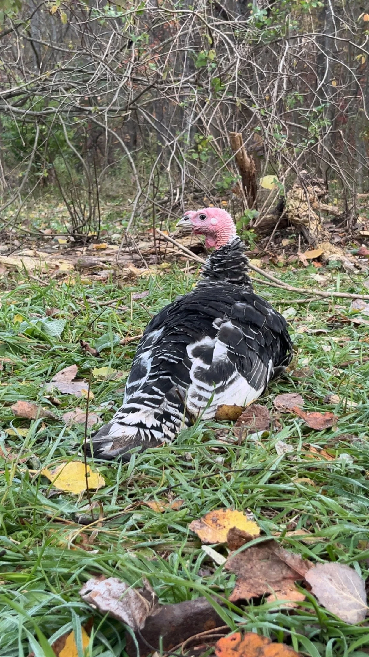 A turkey with black and white feathers and a pink head sitting on grass with fallen leaves, in front of a wooded background.