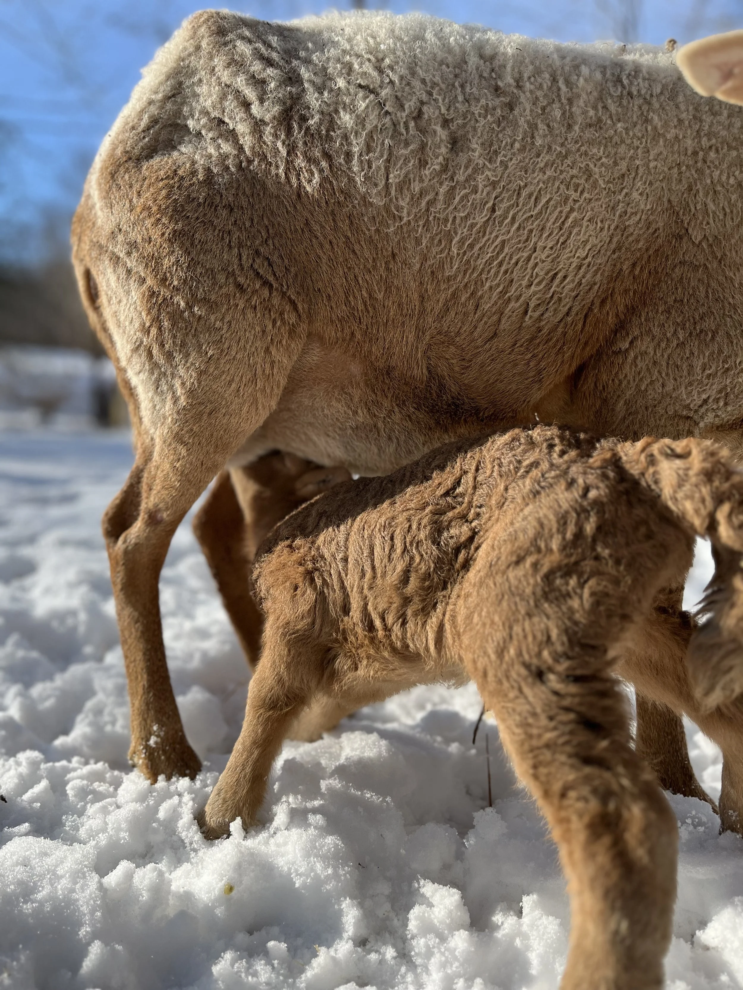 A close-up of a sheep and a lamb in the snow with a blue sky in the background.