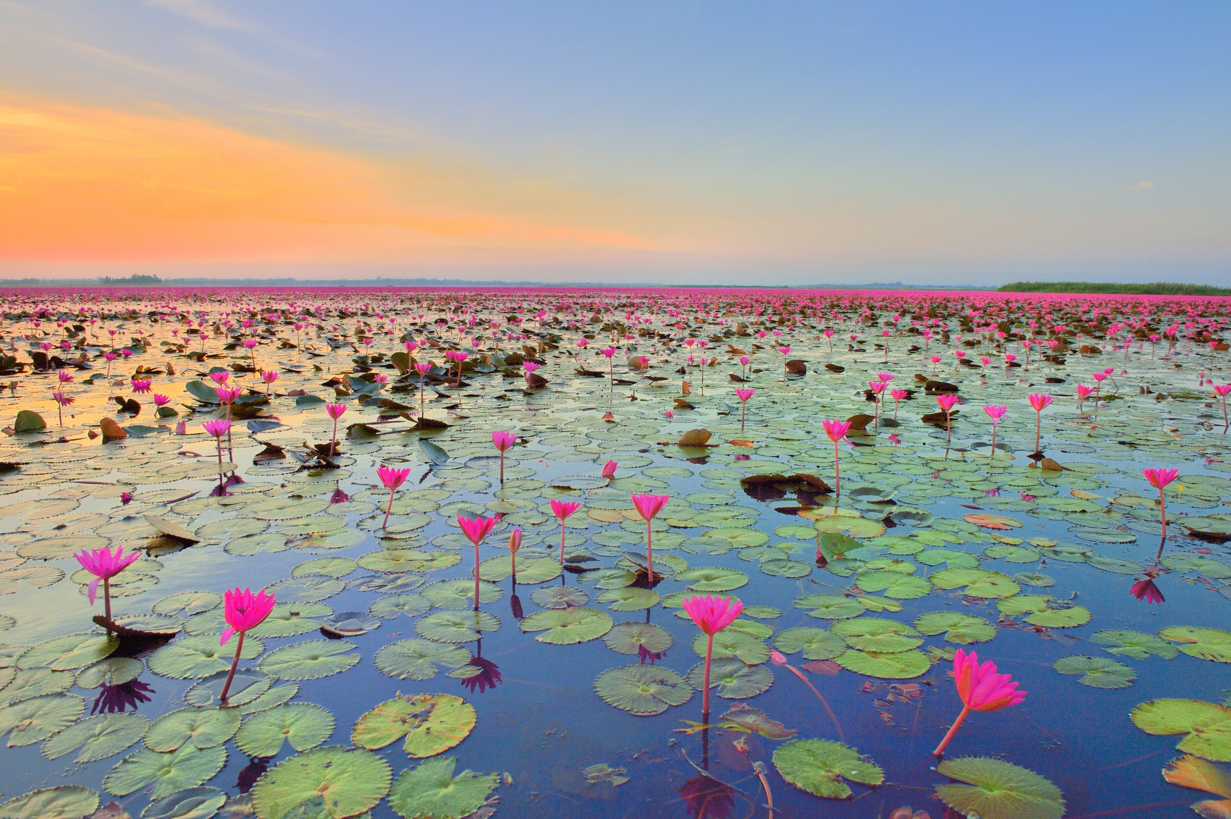 A large body of water filled with numerous pink water lilies and lily pads, under a clear sky with a gradient from orange near the horizon to blue higher up.