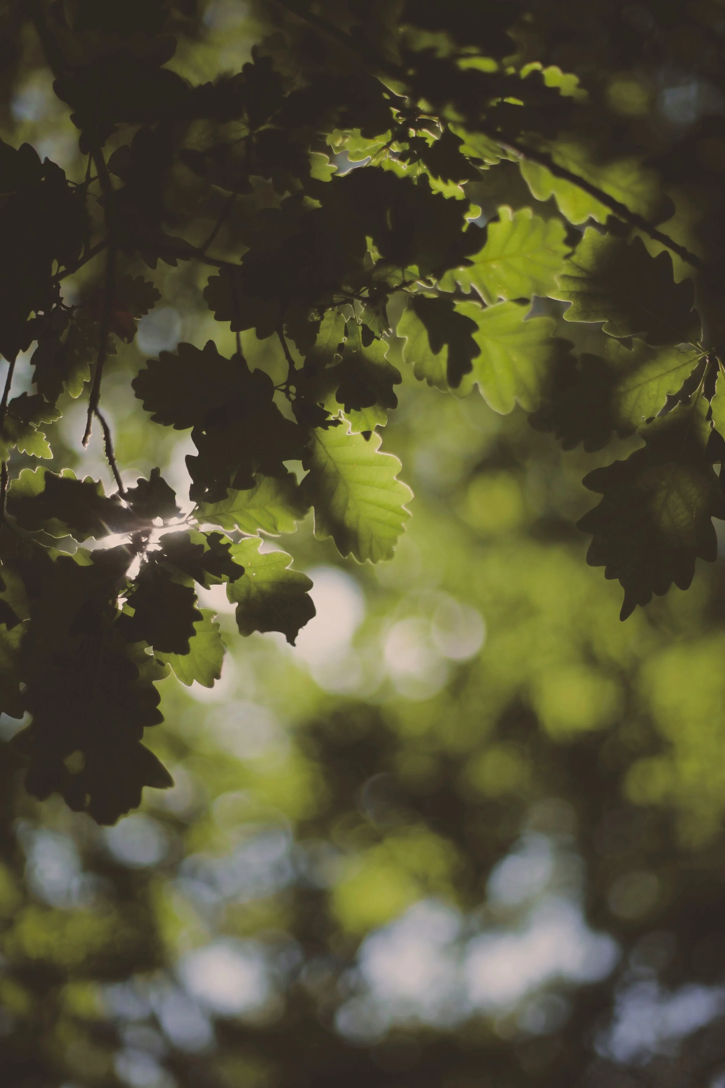 Close-up of green leaves on a tree branch with sunlight filtering through.