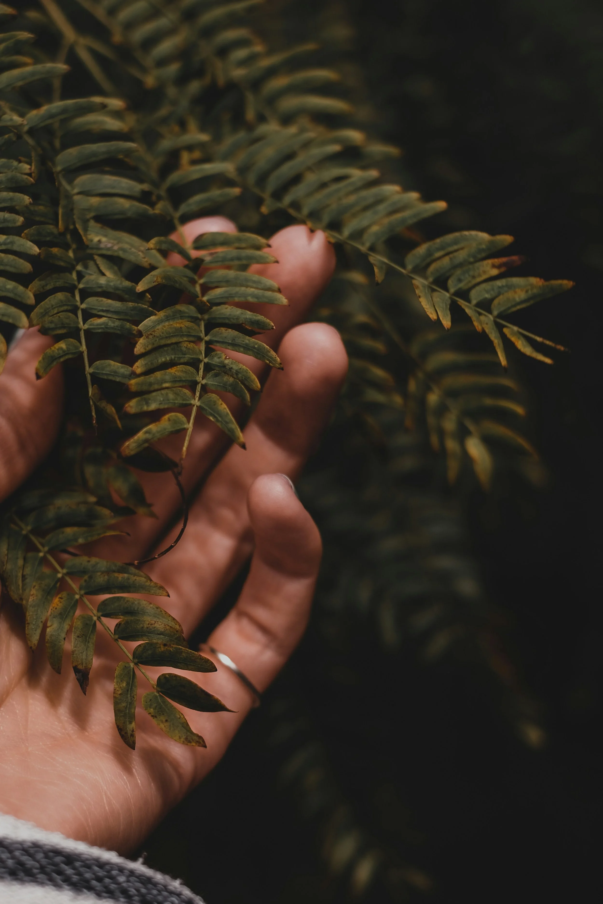 A hand gently touching the dark green fern fronds, with a dark background.