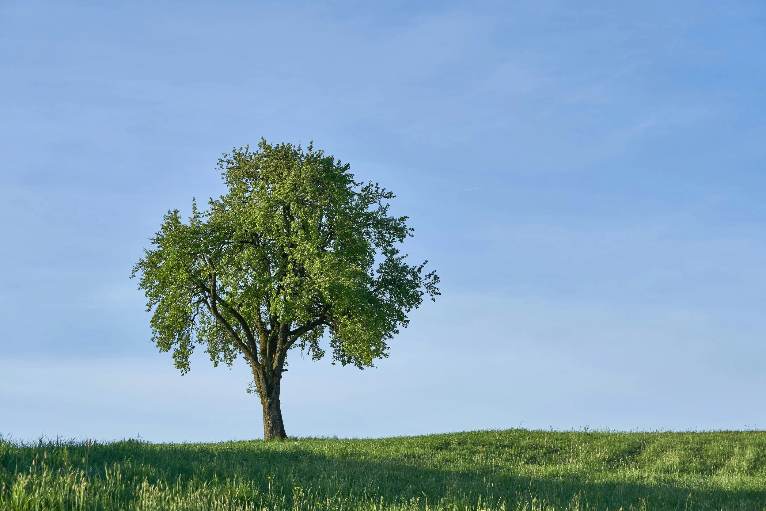 A solitary green tree on a grassy hill under a blue sky.