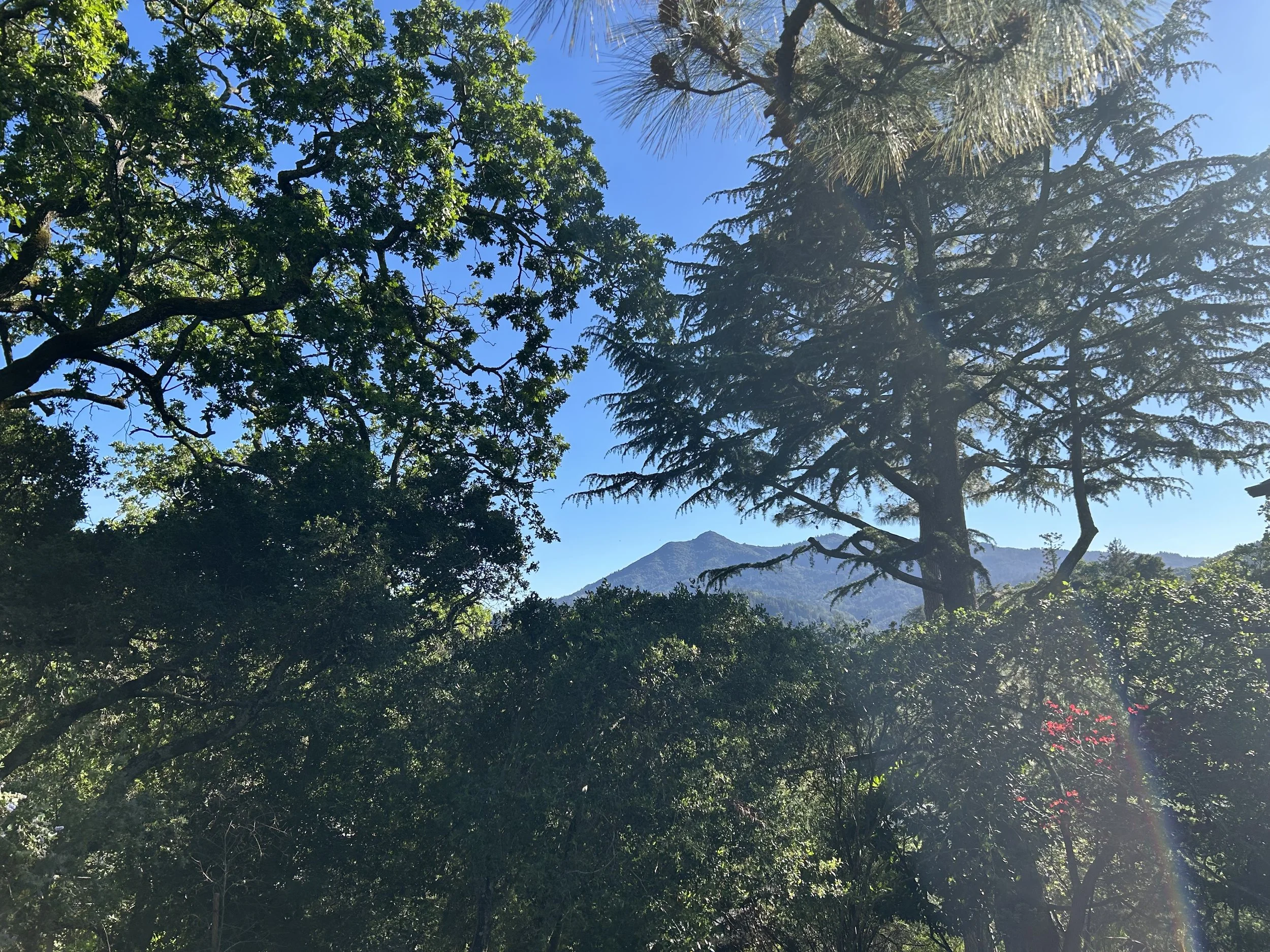 IMG_3630.jpeg