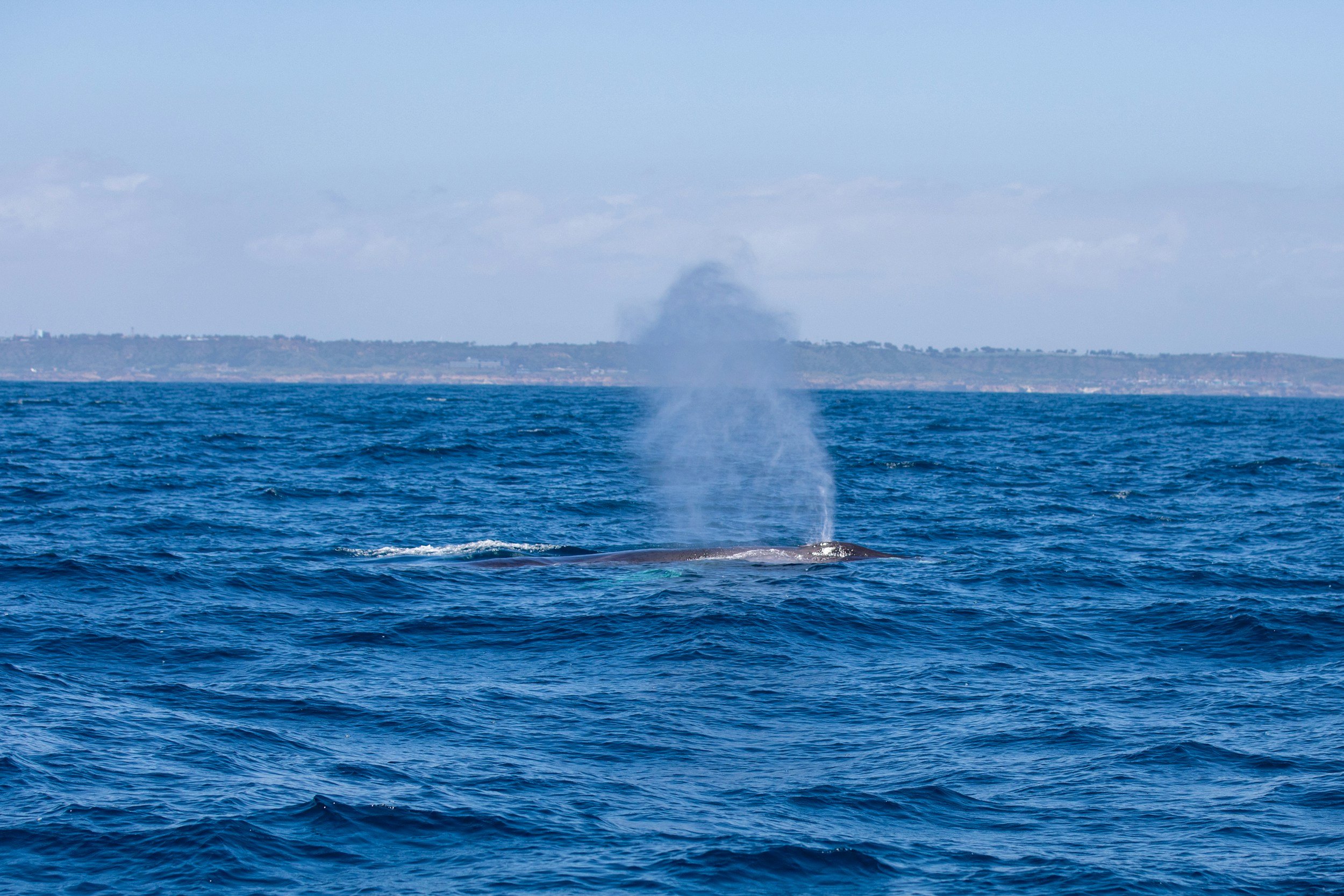Whale surfacing in a blue sea and exhaling mist from it's blowhole.