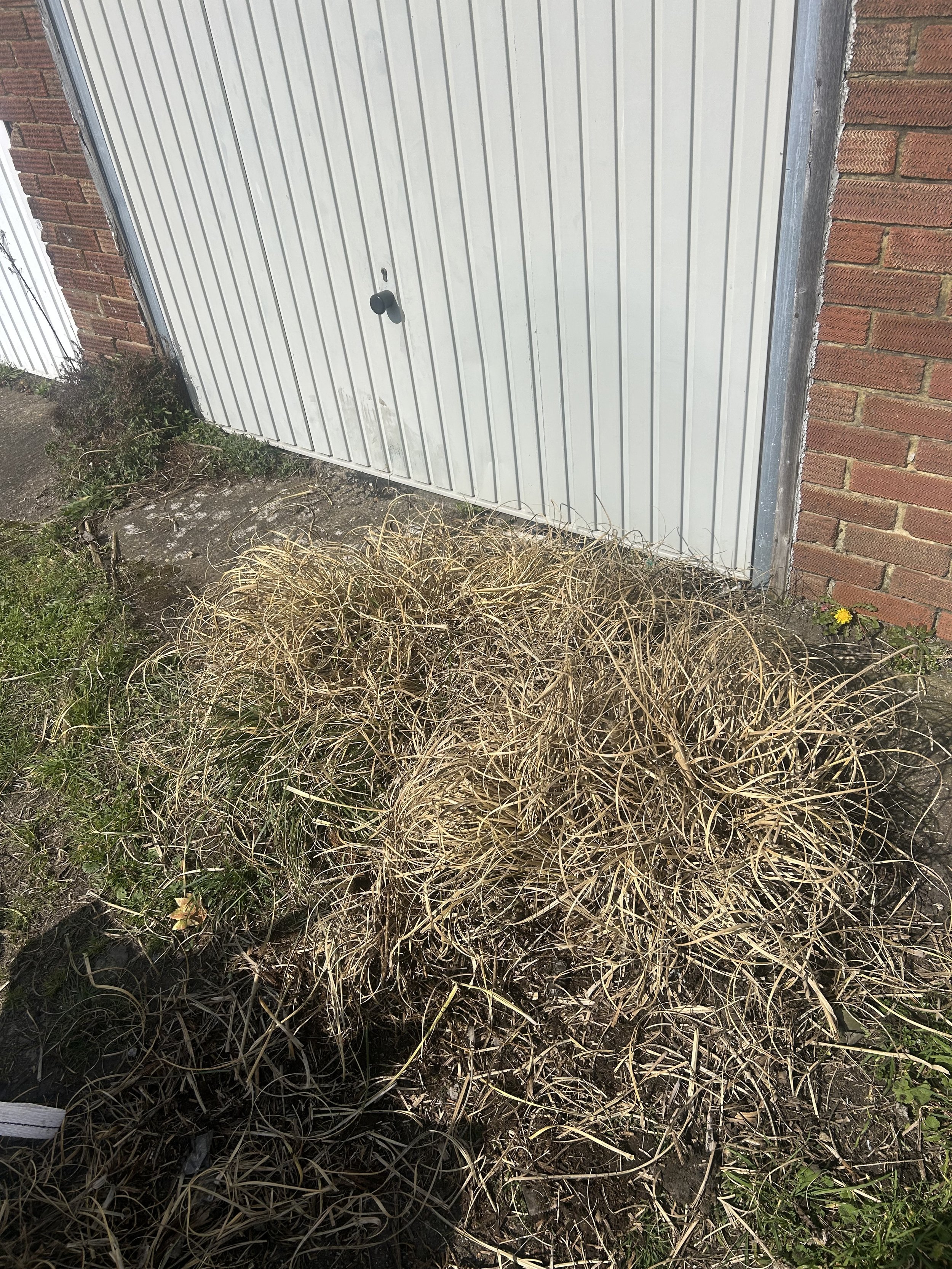 Pampas Grass Removal, Kent