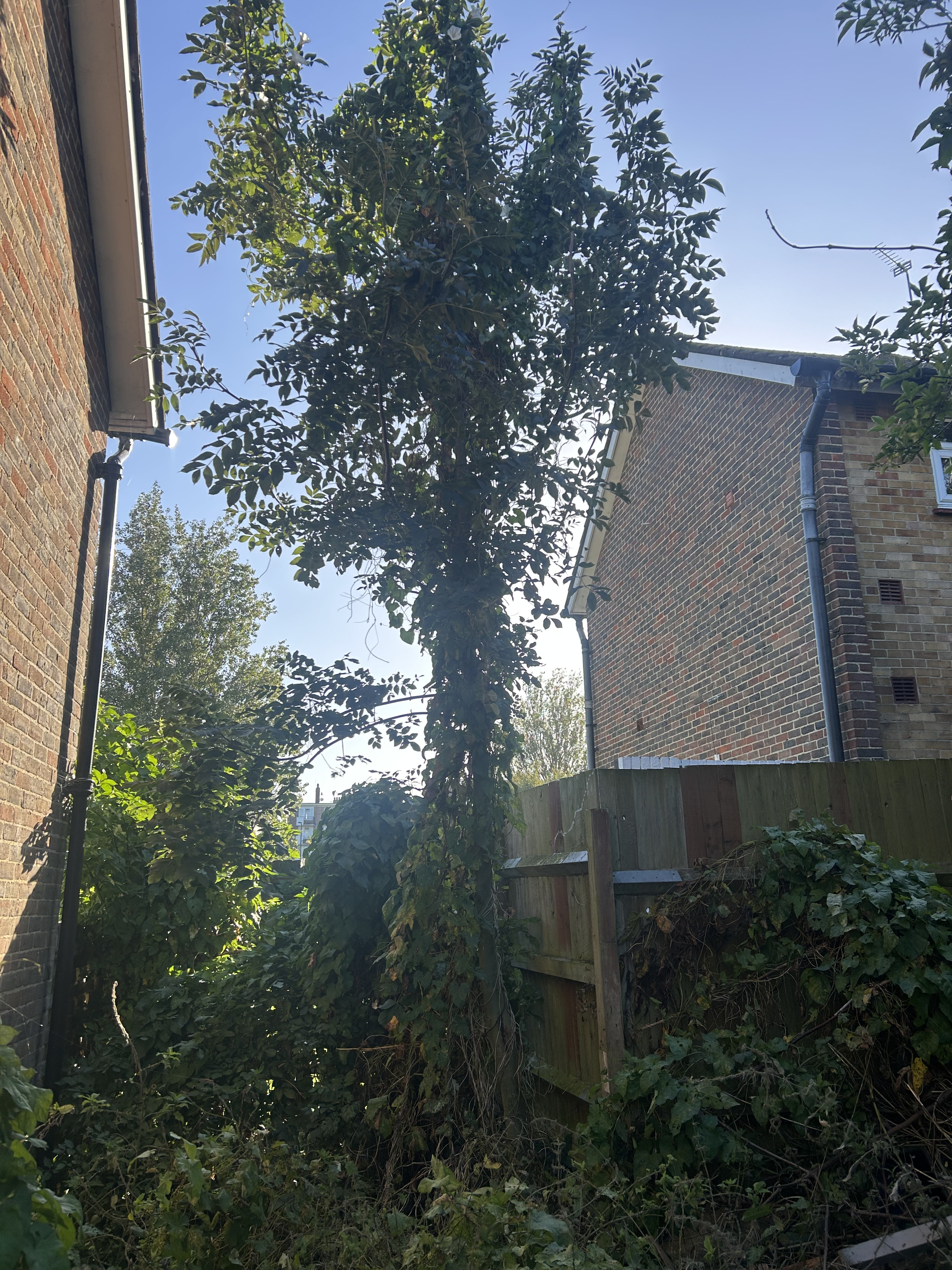 Tree Surgery Consultation