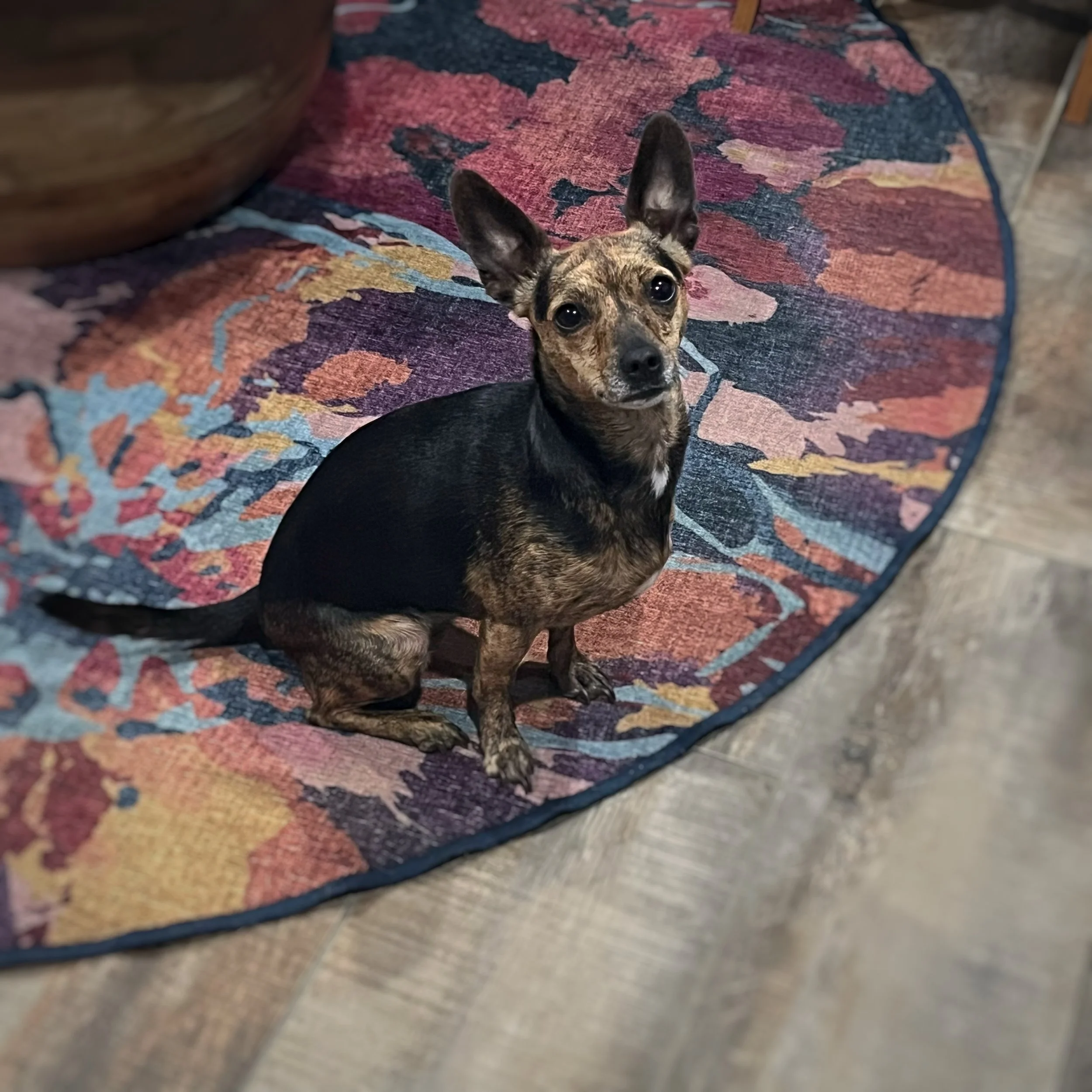A Chihuaha mix sitting on a colorful rug.