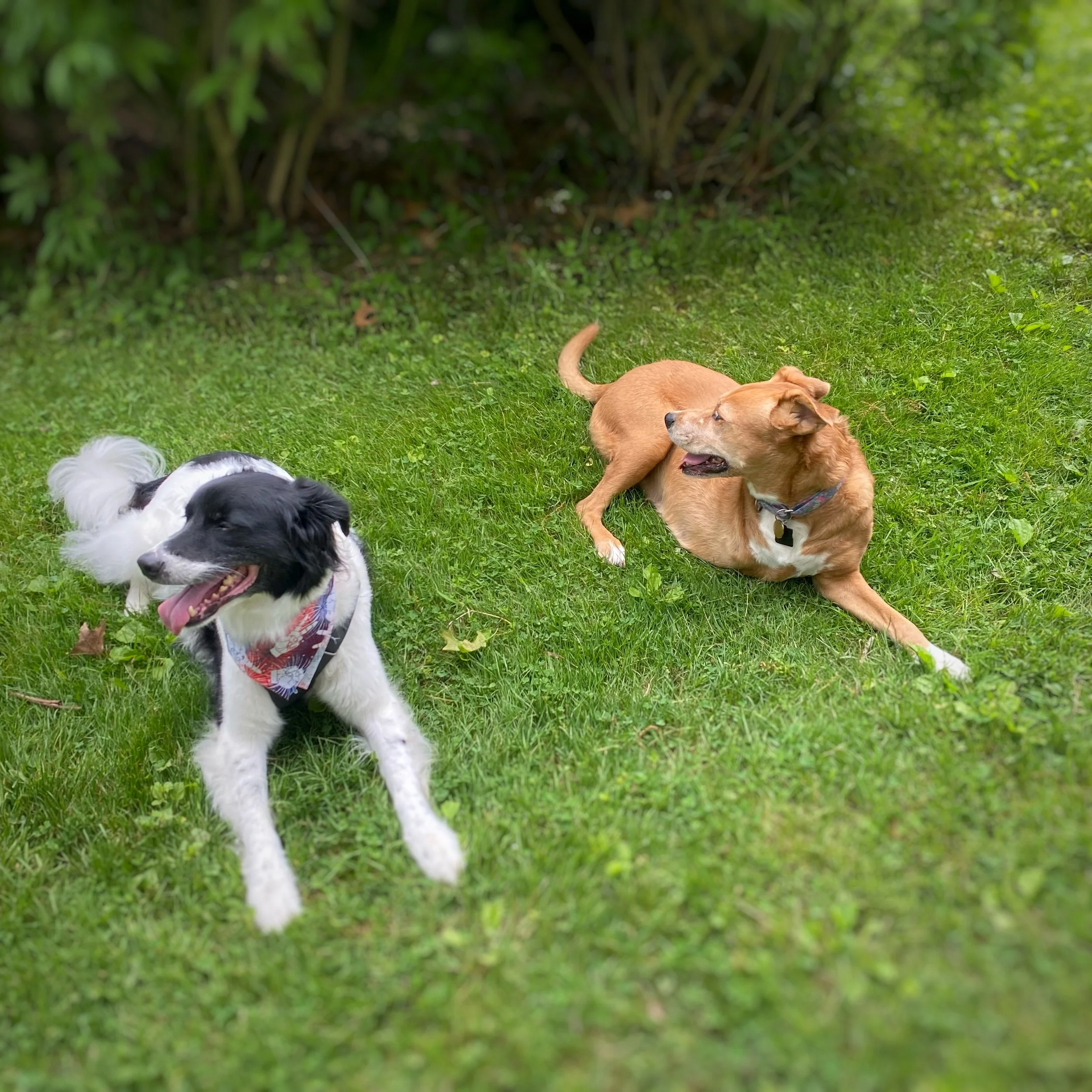 A black and white dog laying with a three legged tan dog in the grass. 