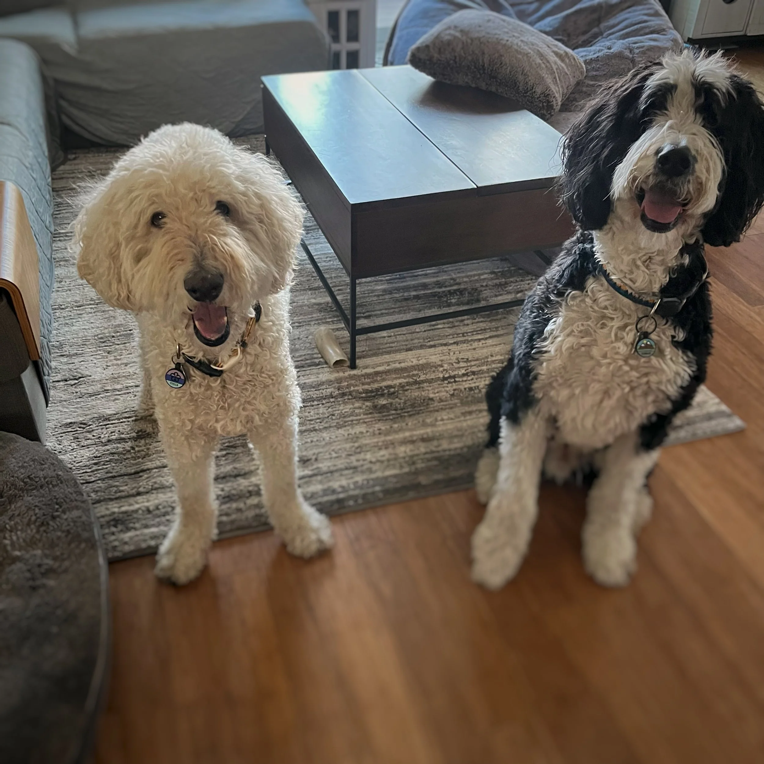 A white Goldendoodle standing next to a black and white Bernedoodle.