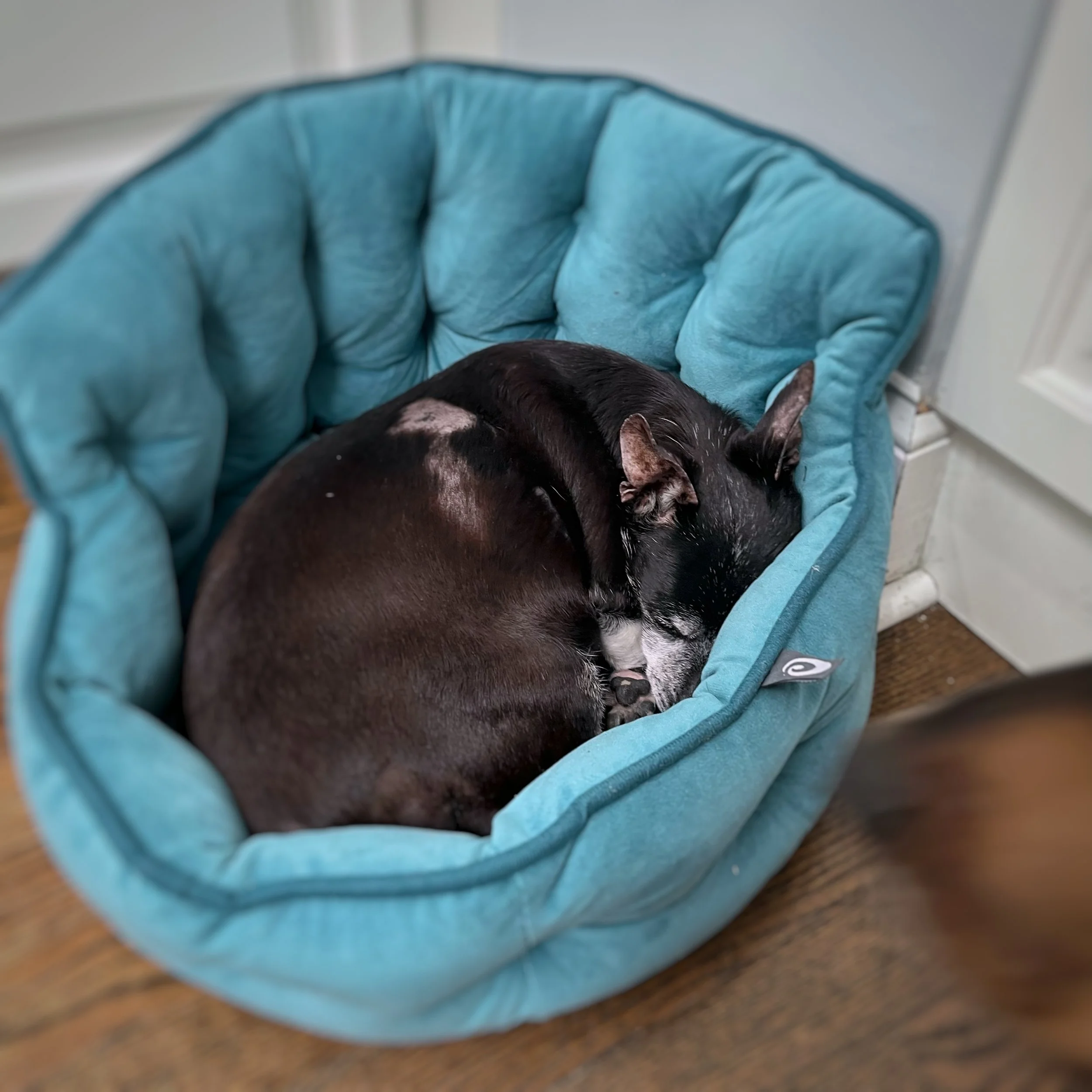 A Chihuahua mix curled up in a  ball on a blue bed.