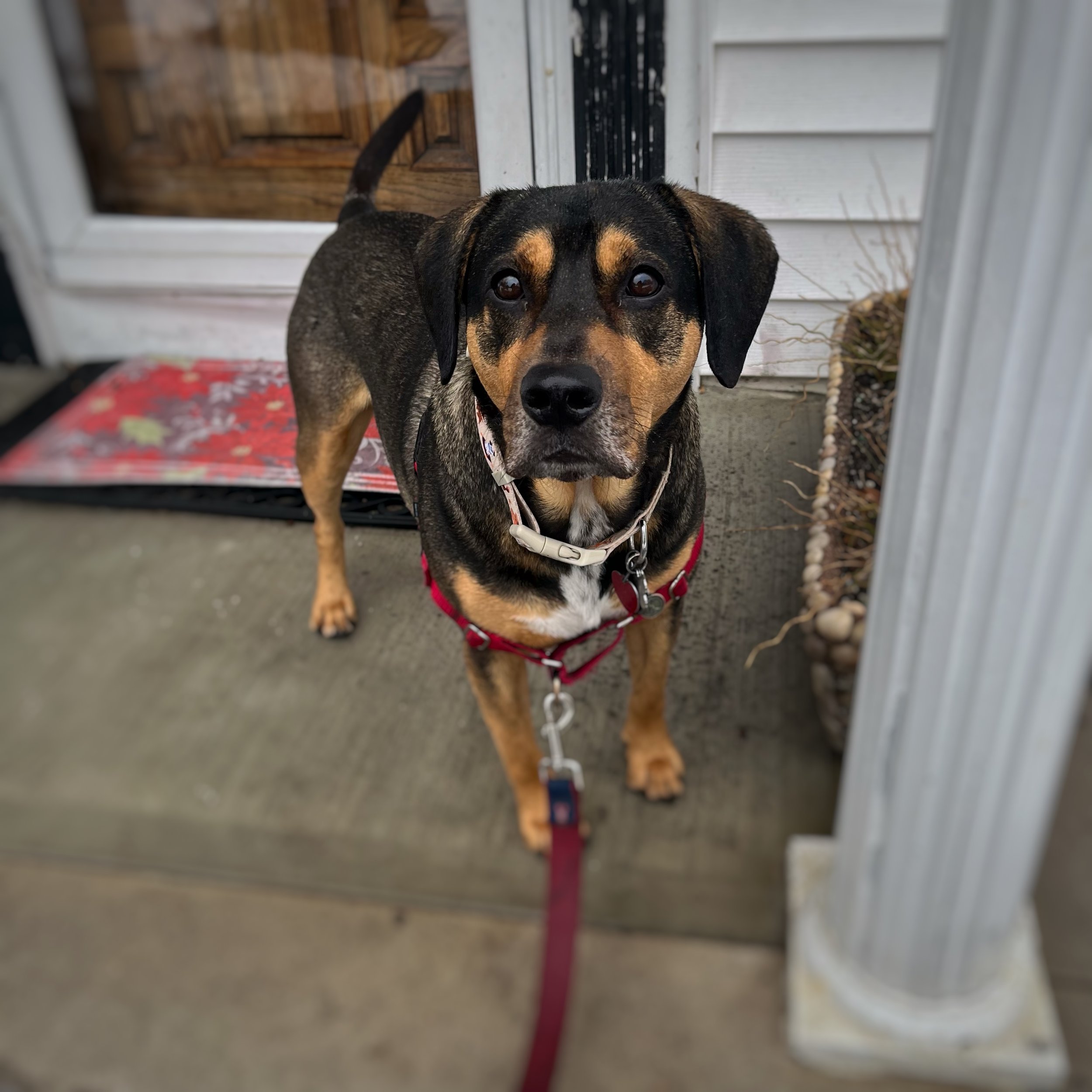 A medium sized hound mix standing on front steps.