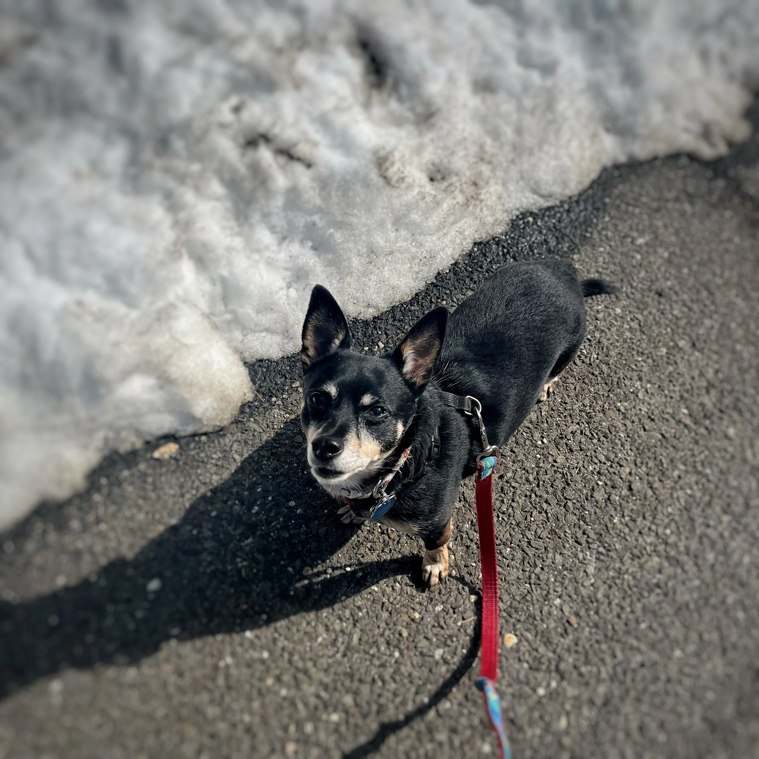 A mostly black Chihuahua mix out for a walk.
