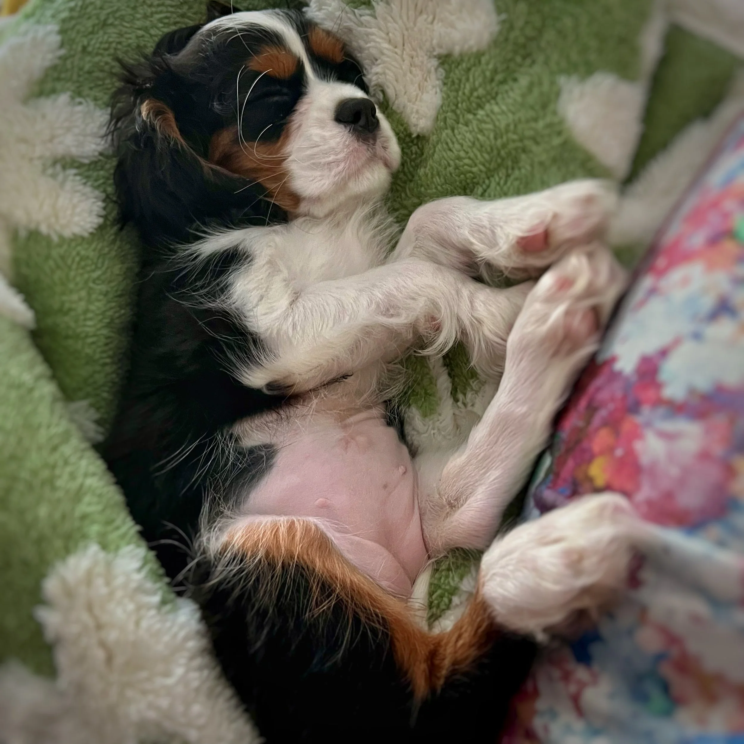 A black, white, and tan Cavalier King Charles puppy asleep on her back.