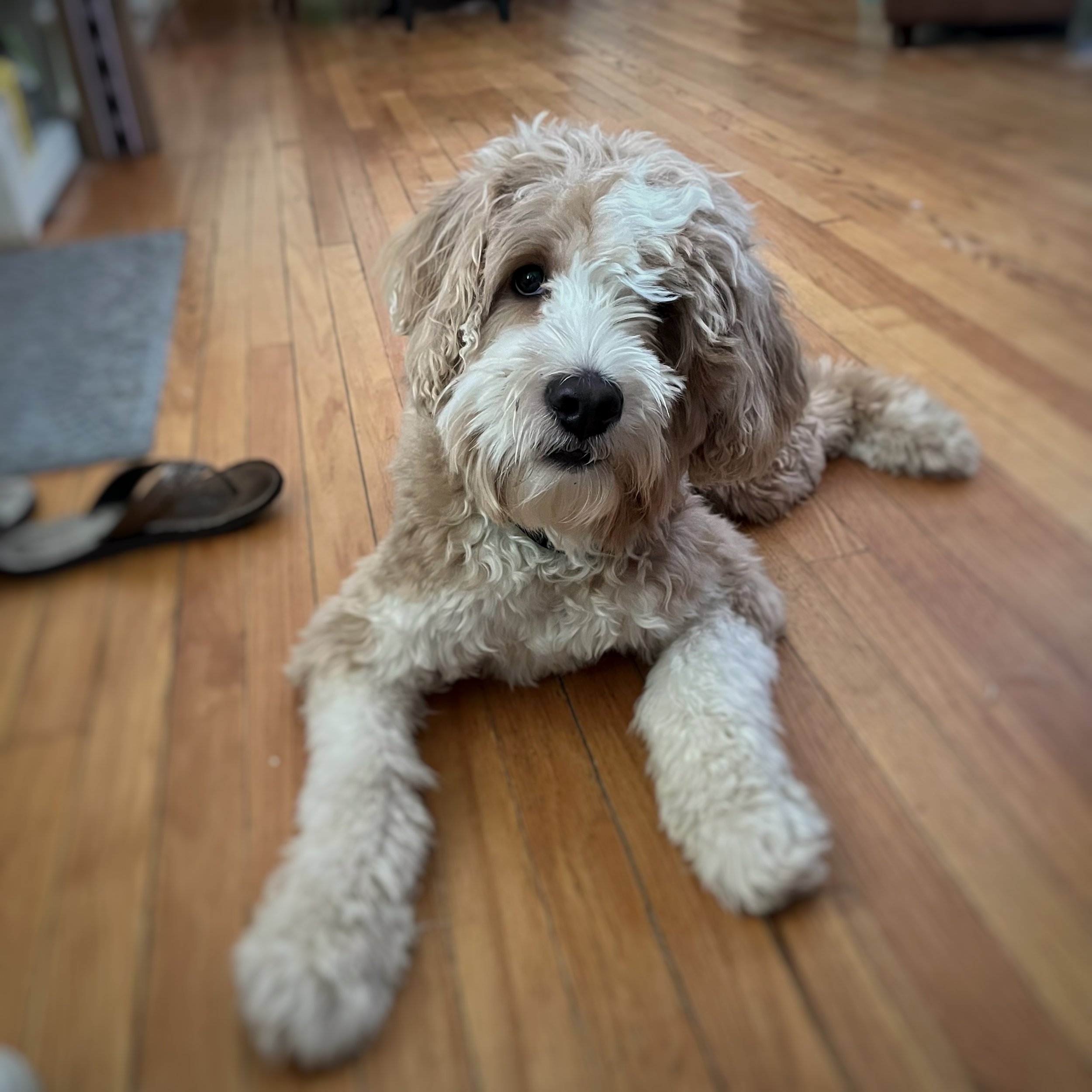 A brown and white goldendoodle with one eye. 